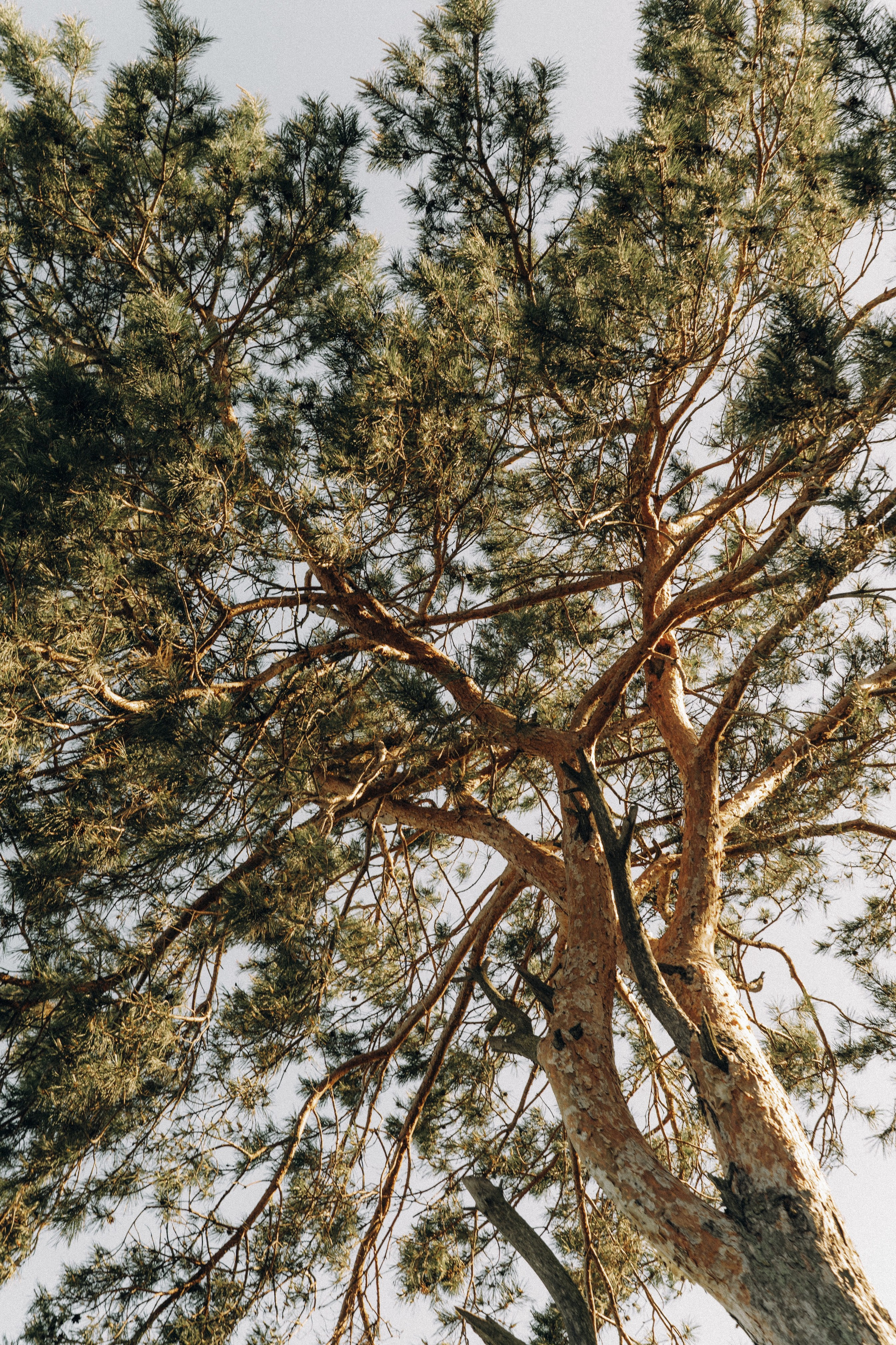 Свадебный фотограф