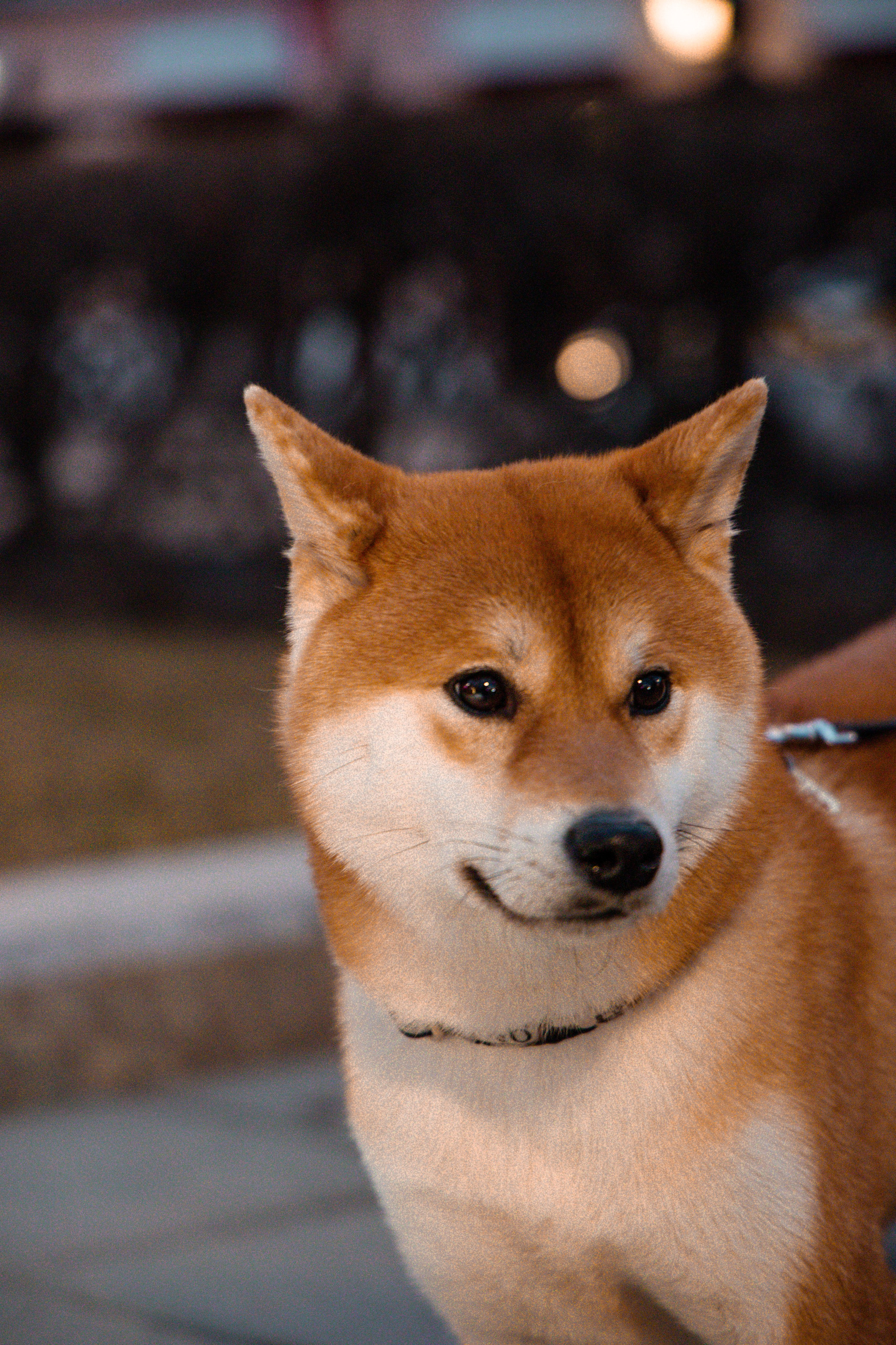 Сиба-ину. Фотограф для маркетплейсов, фотоуслуги в Жуковском Татьяна Марсуверских