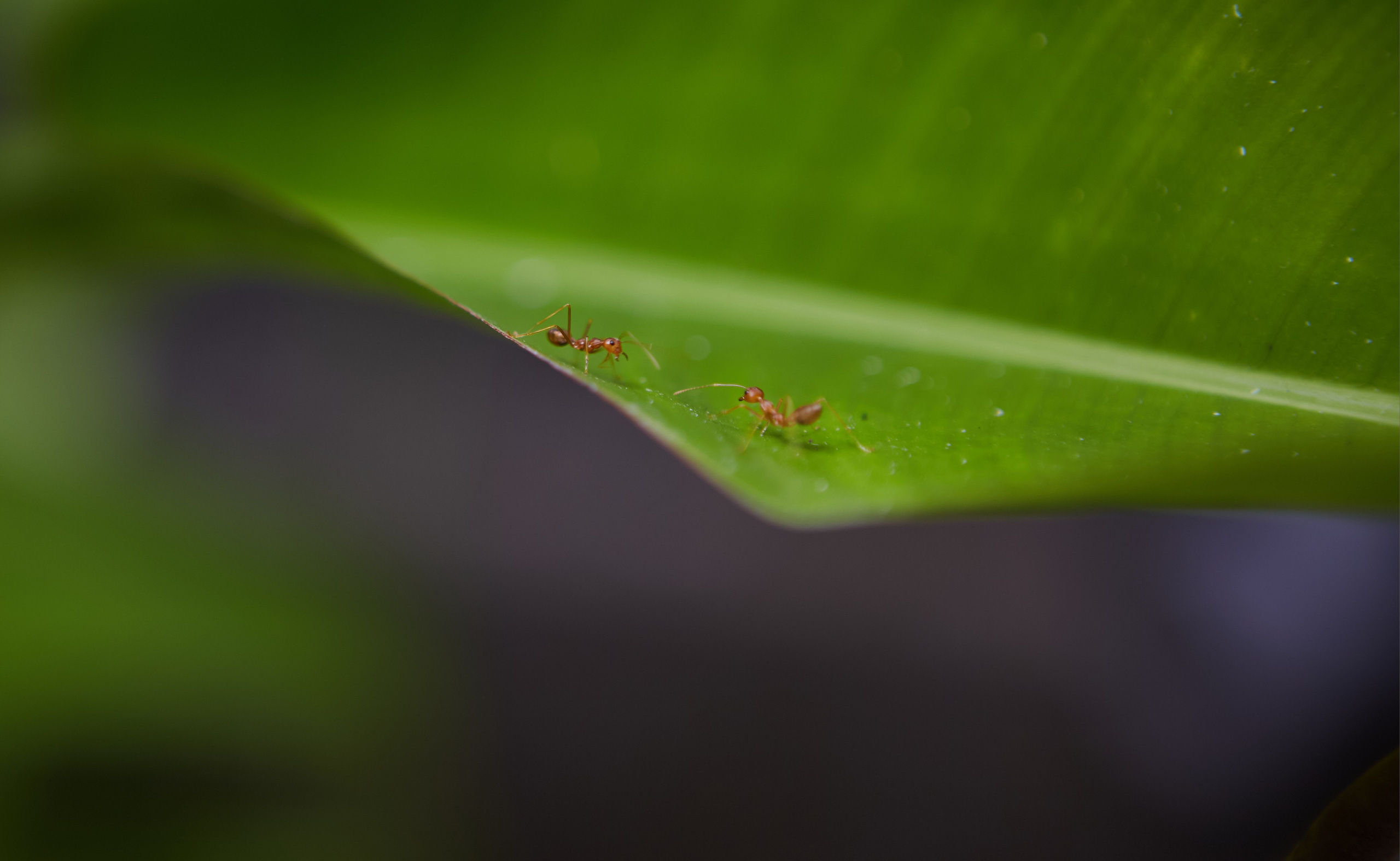 Путешествия и лайфстайл. Горный фотограф на Кавказе Никита Першин