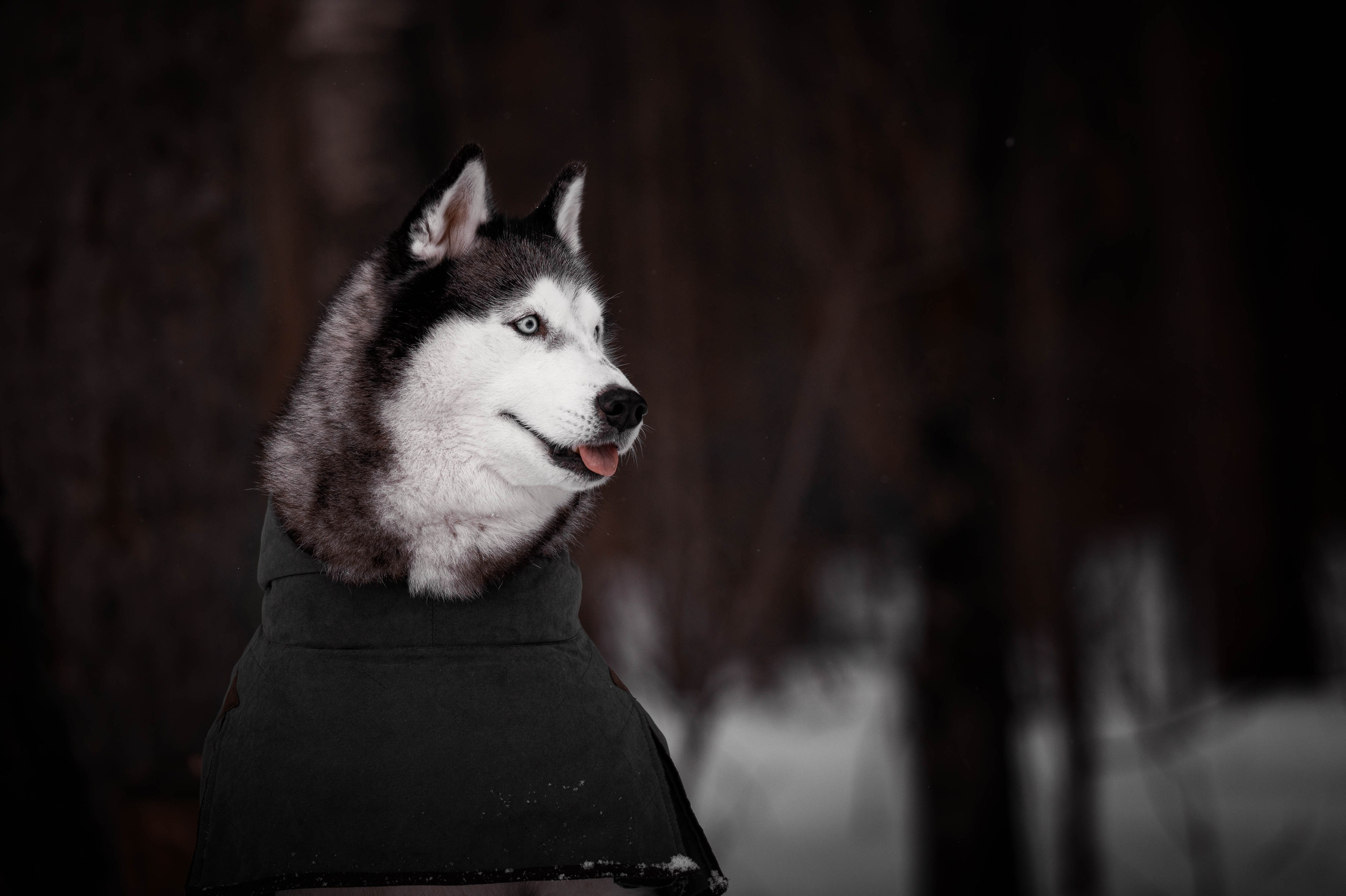 Шанель. Фотограф-анималист