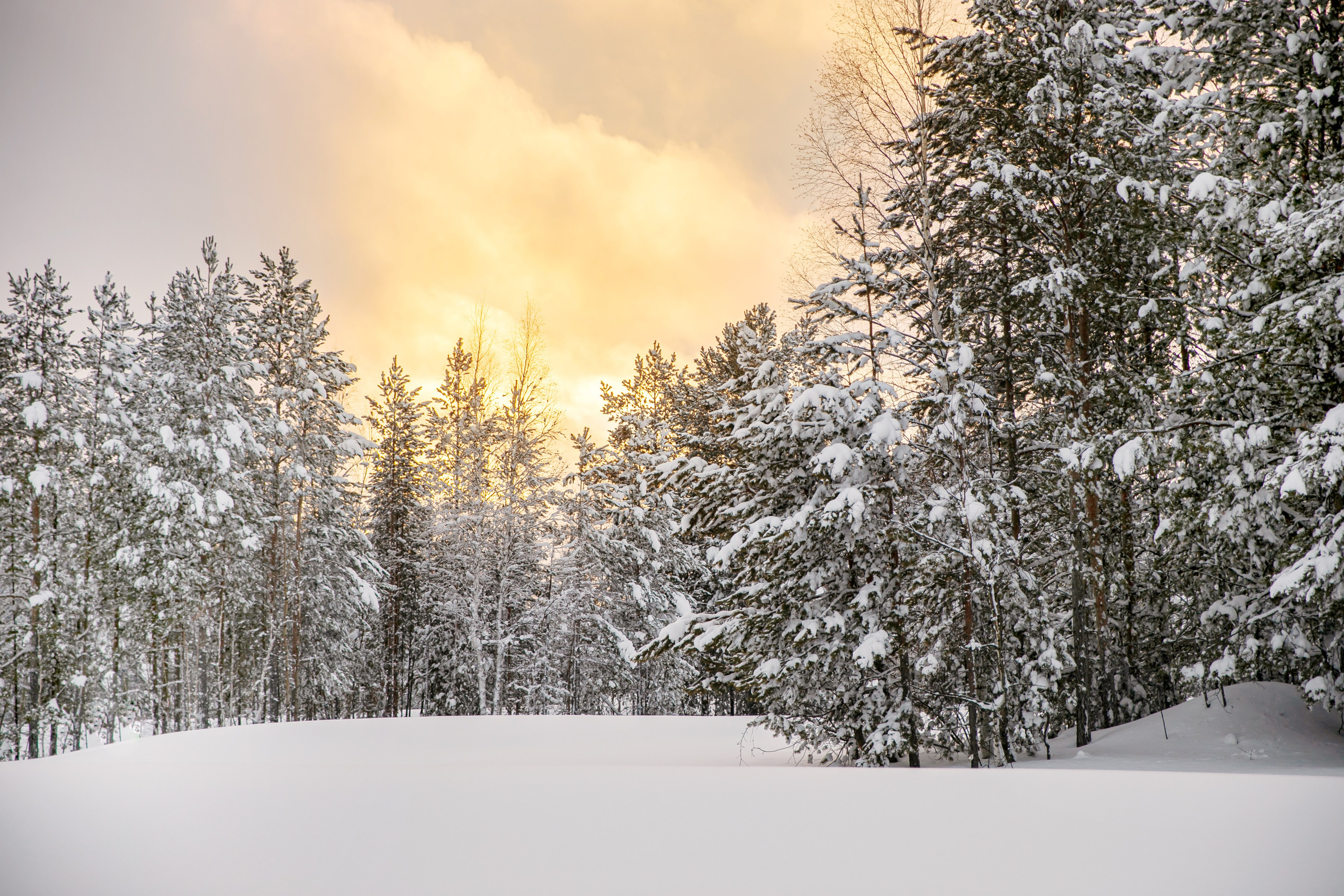 Прогулки по зиме. Фотограф Елена Вишневская (Ушакова) Нефтеюганск, Сургут, Тюмень