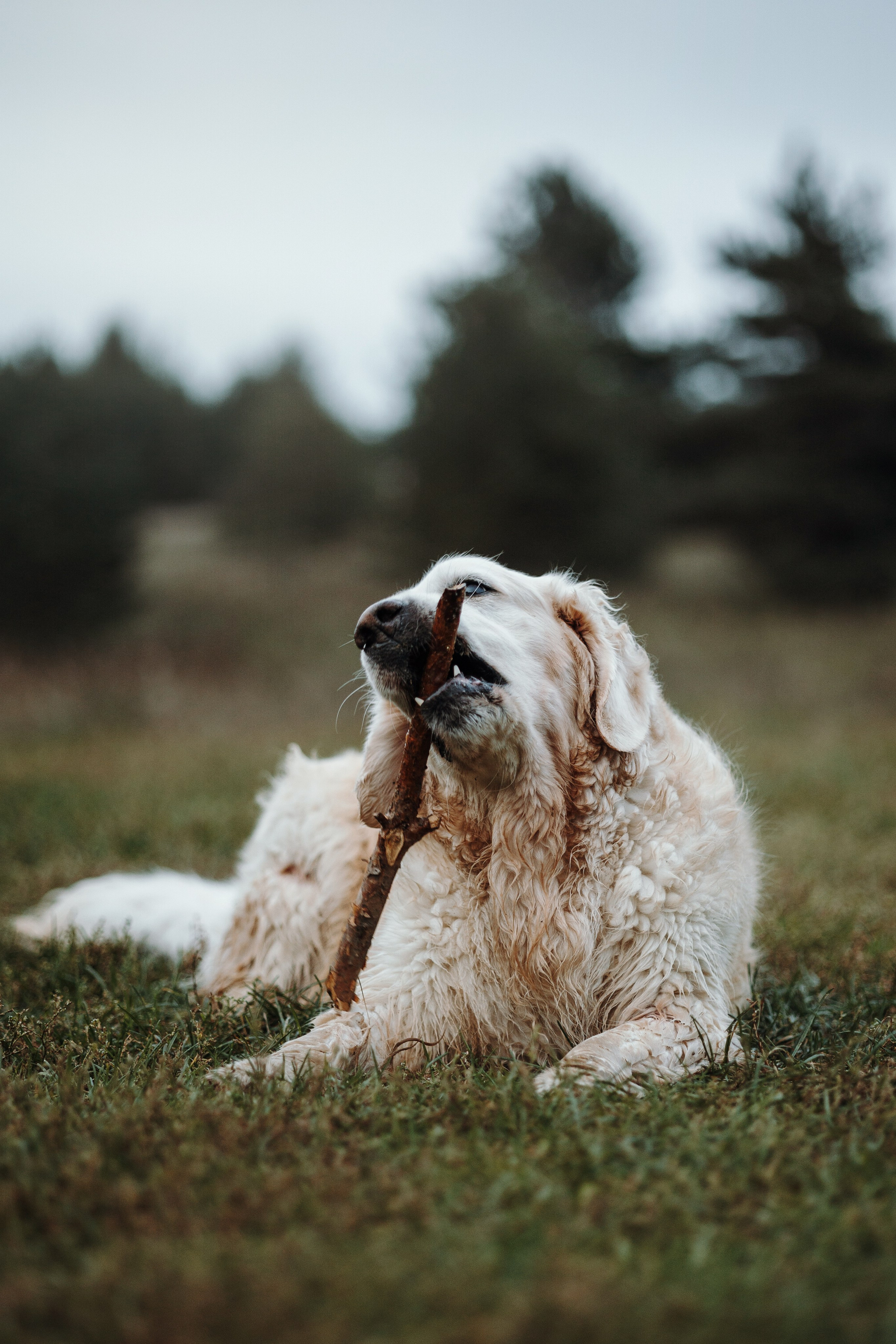 Света и Том. Фотограф — Анималист | Санкт-Петербург