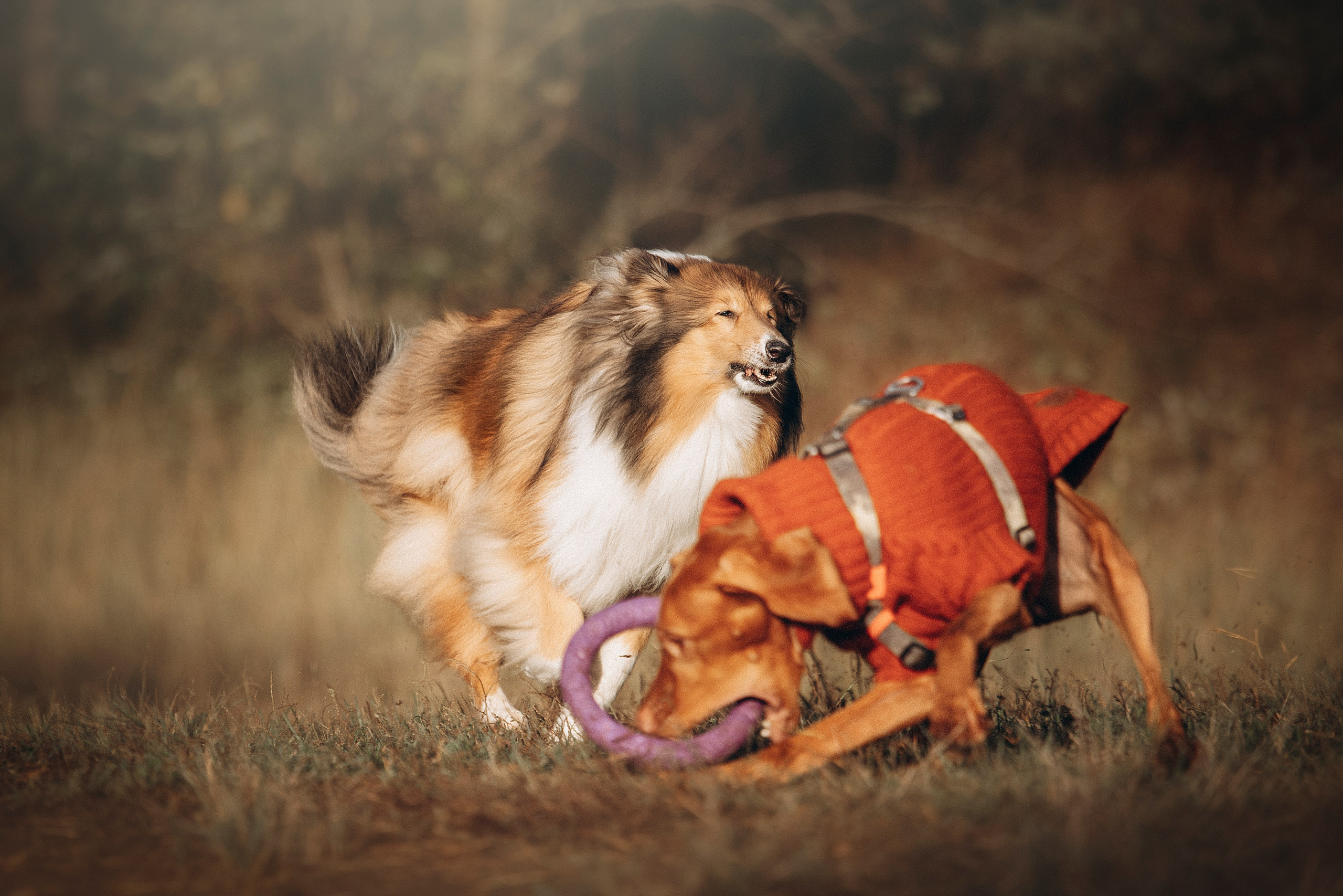 Трисс, Эста, Яся и их семья. Фотограф — Анималист | Санкт-Петербург