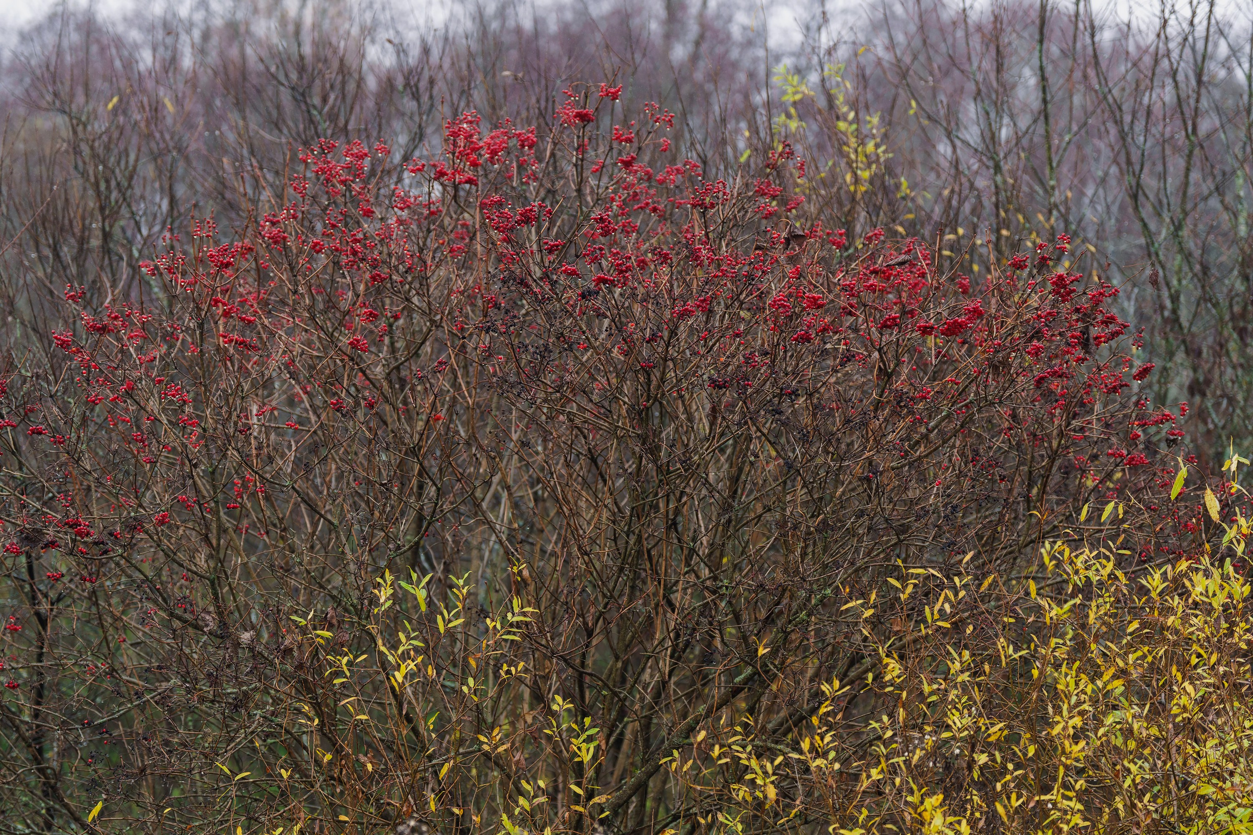 Фотографии Трейл Кутузов 2025. Фотограф спортивные события, недвижимость, турбизнес