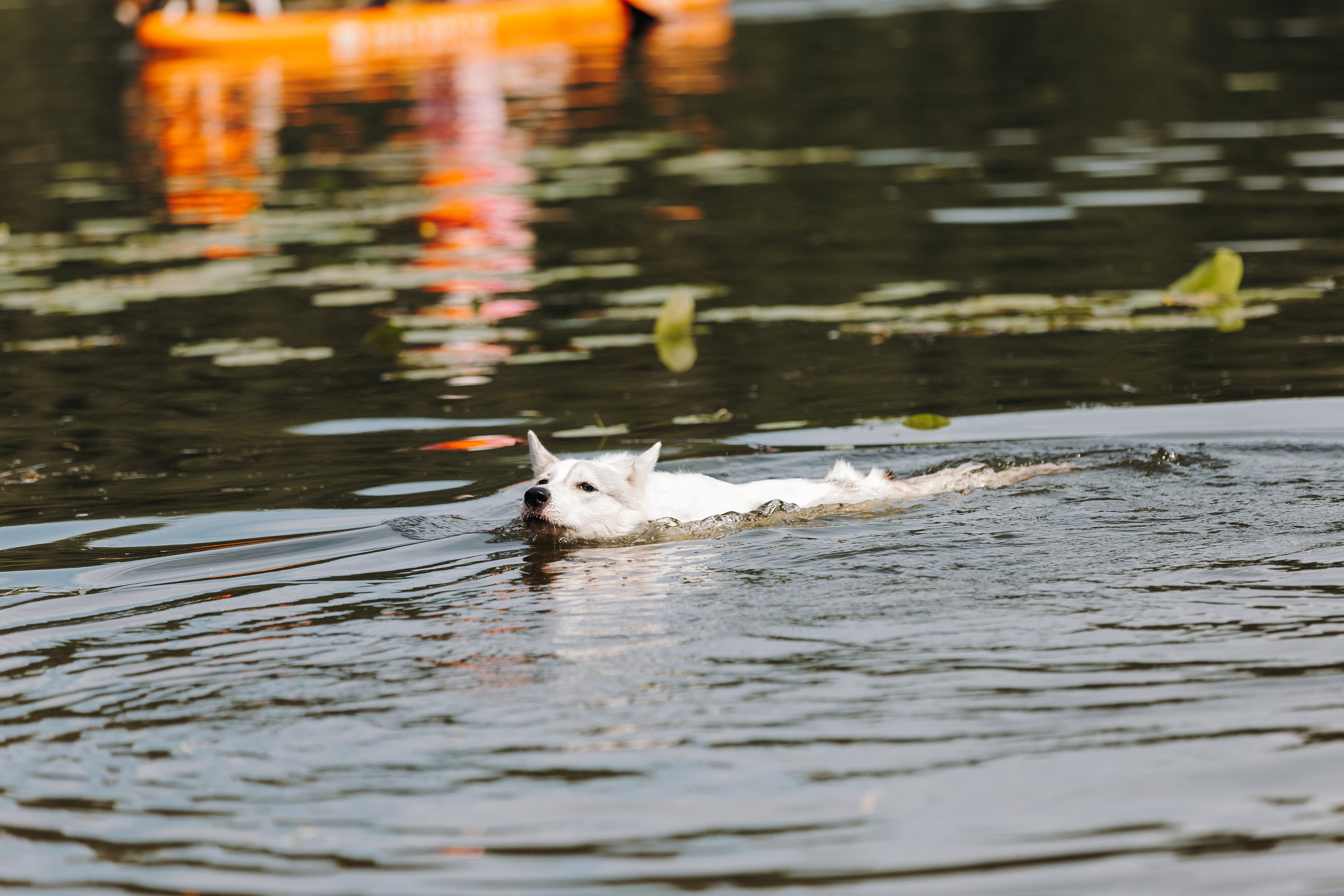 Petshop Sup day. Фотограф анималист Кристина Карпова, Москва