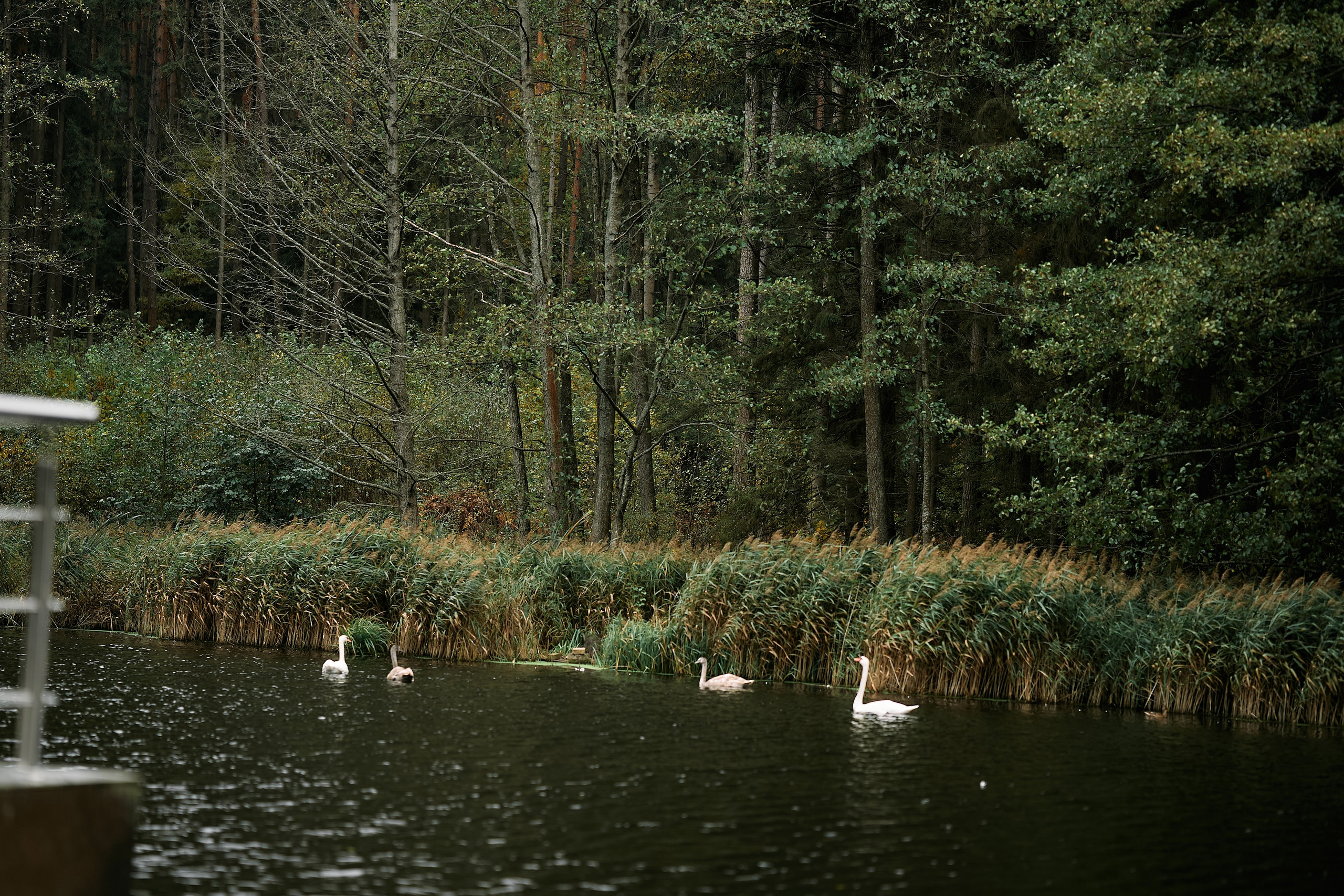 Алина и Илья. Свадебный фотограф Минск РБ