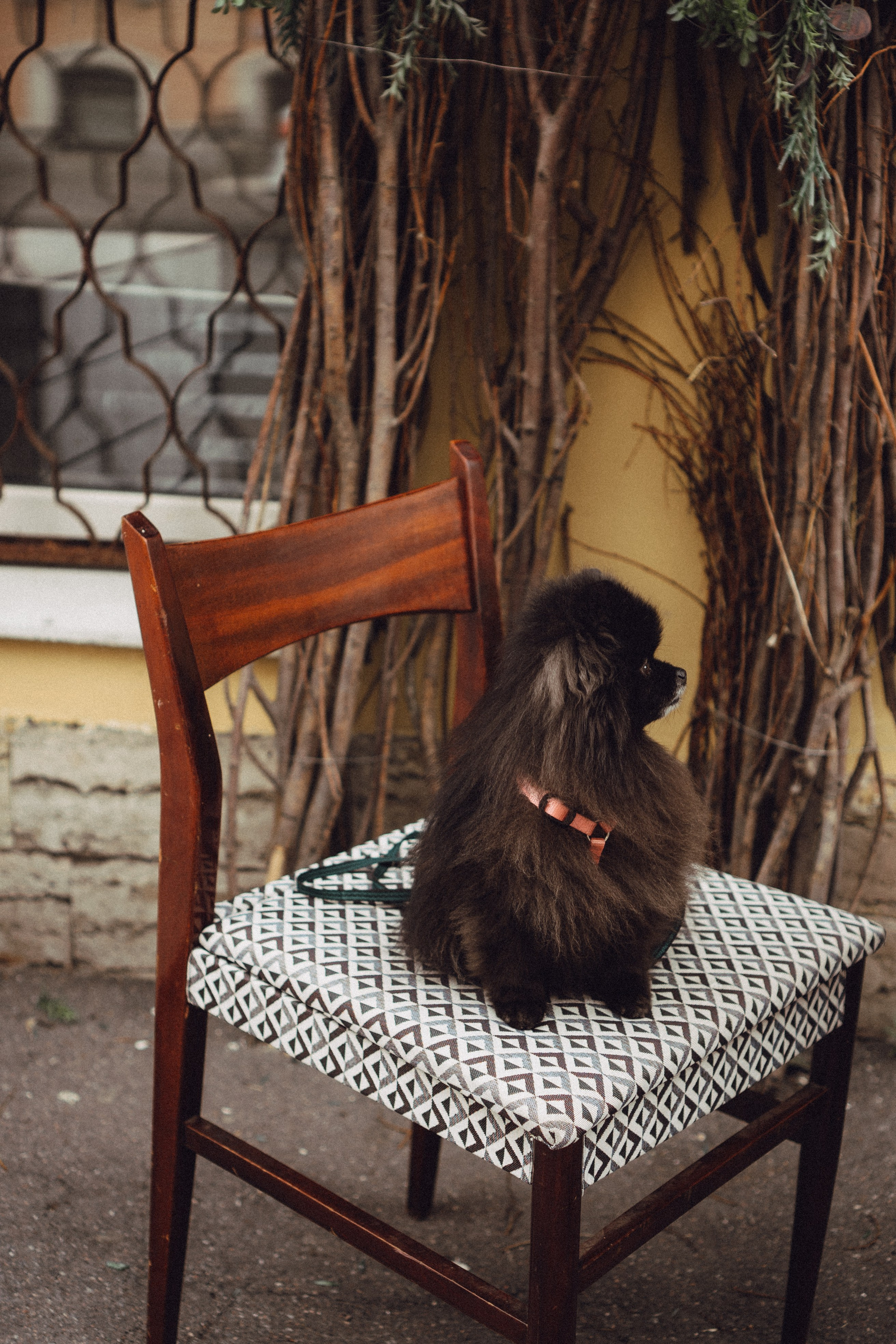 Беременность (только часть фото по желанию клиентов могу показать)). Профессиональный фотограф, Санкт-Петербург — Виктория Богомолова