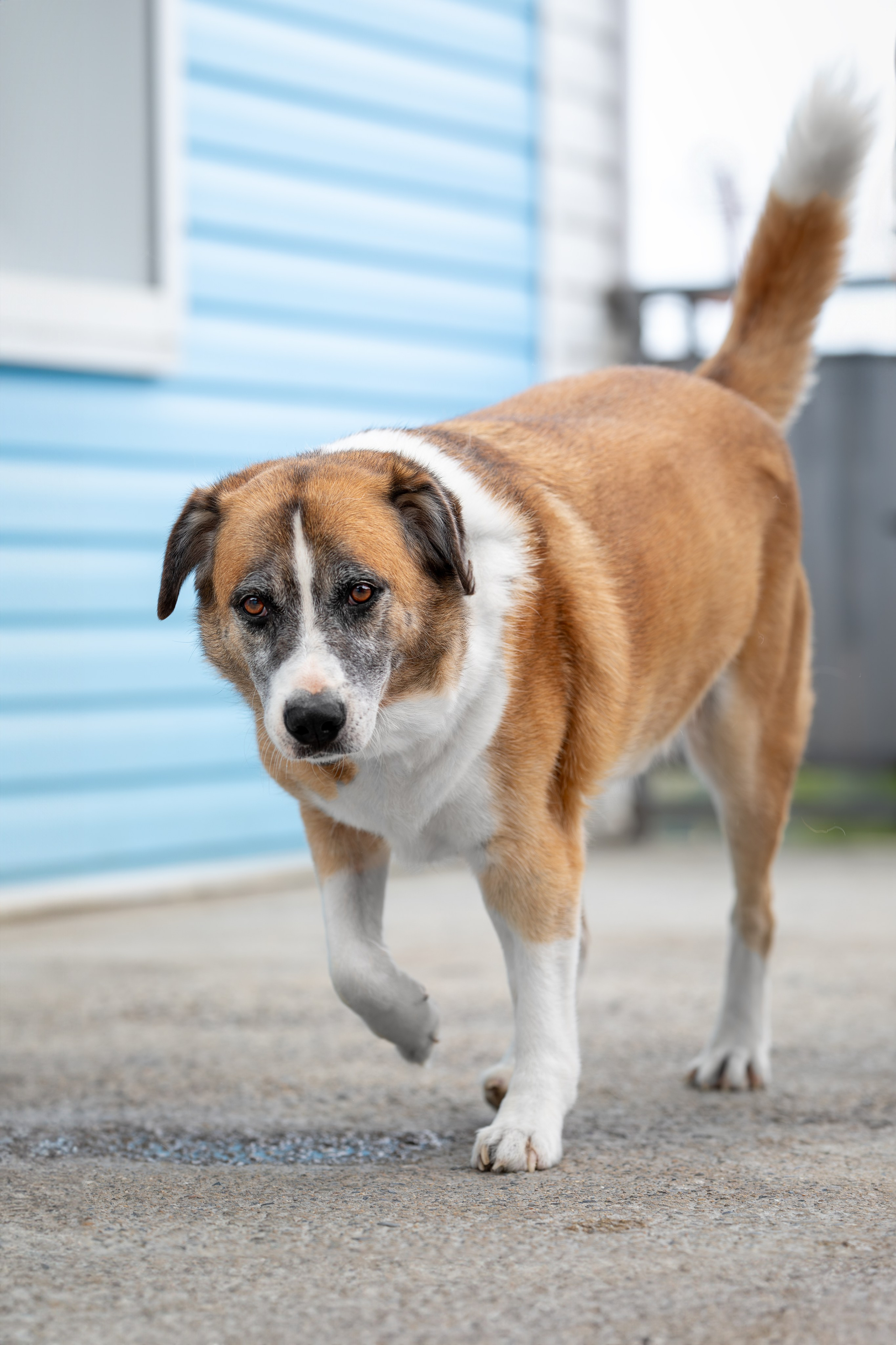 Мини-приют «Возрождение». Ирина Голомб|Фотограф-анималист в  Сочи и Калининграде