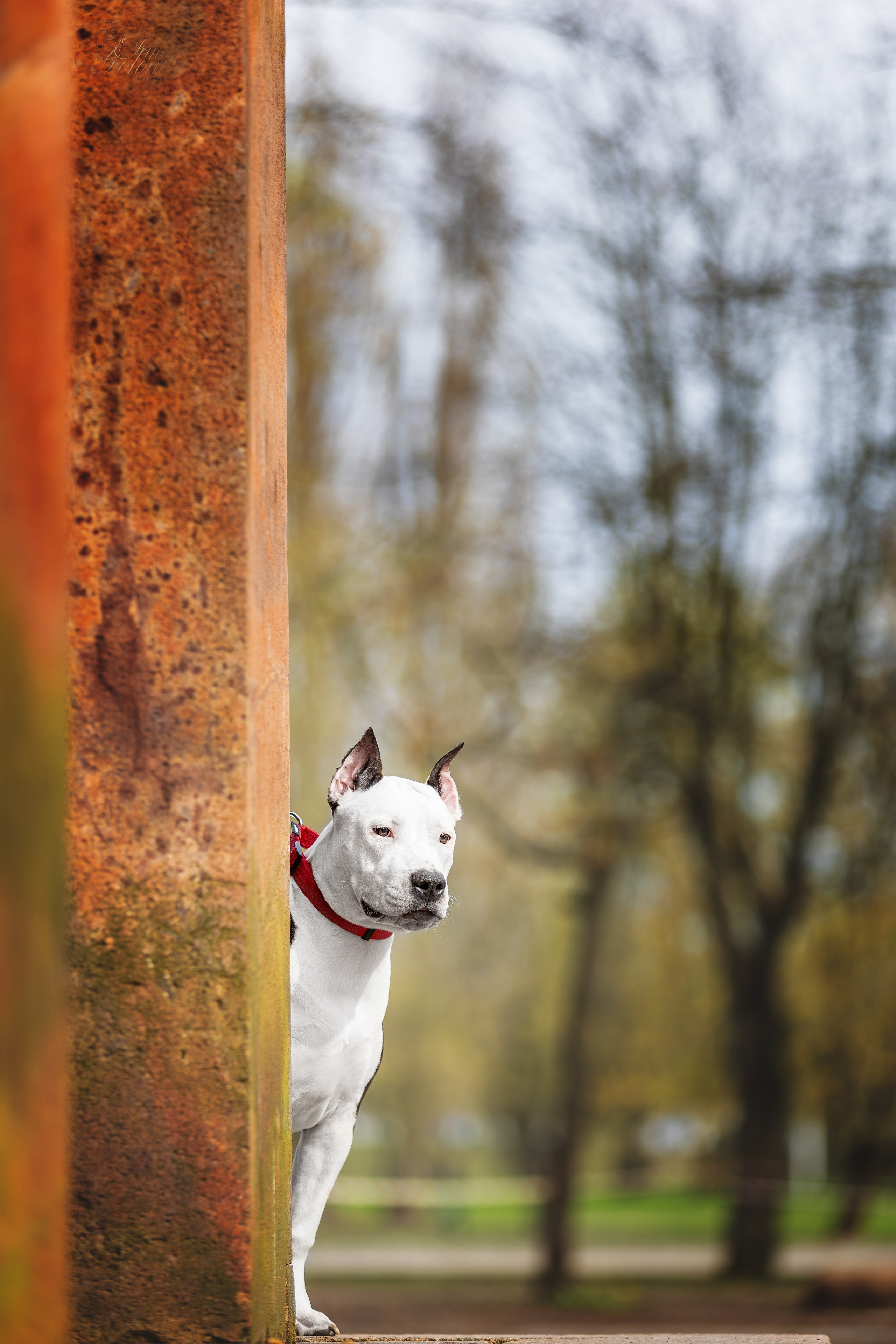 Афина и Мора, Стаффорды. Ирина Голомб|Фотограф-анималист в  Сочи и Калининграде