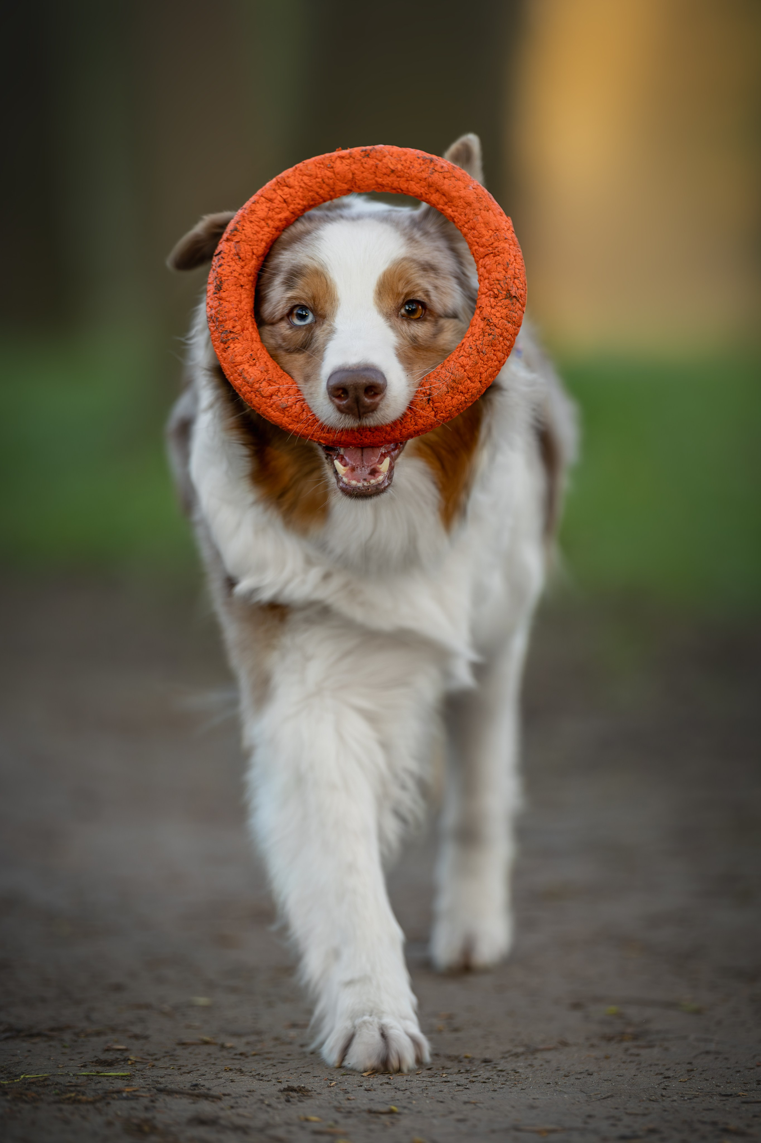 Полли, Австралийская Овчарка. Ирина Голомб|Фотограф-анималист в  Сочи и Калининграде