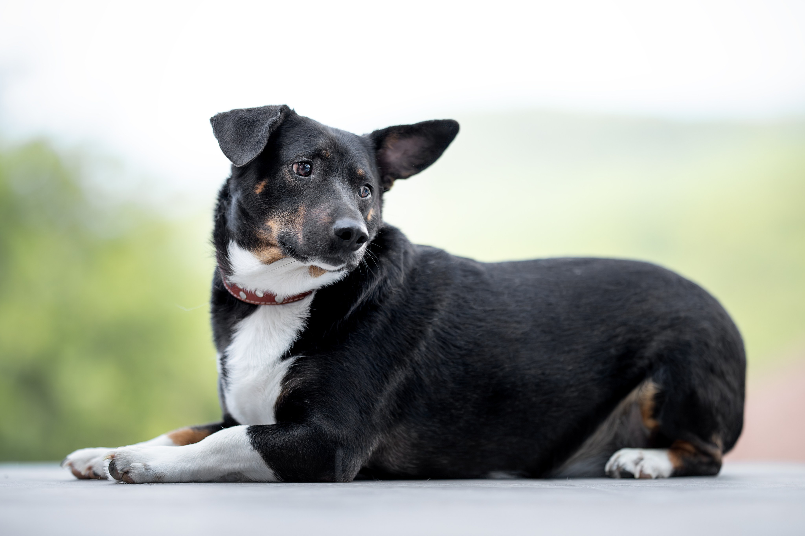 Мини-приют «Возрождение». Ирина Голомб|Фотограф-анималист в  Сочи и Калининграде