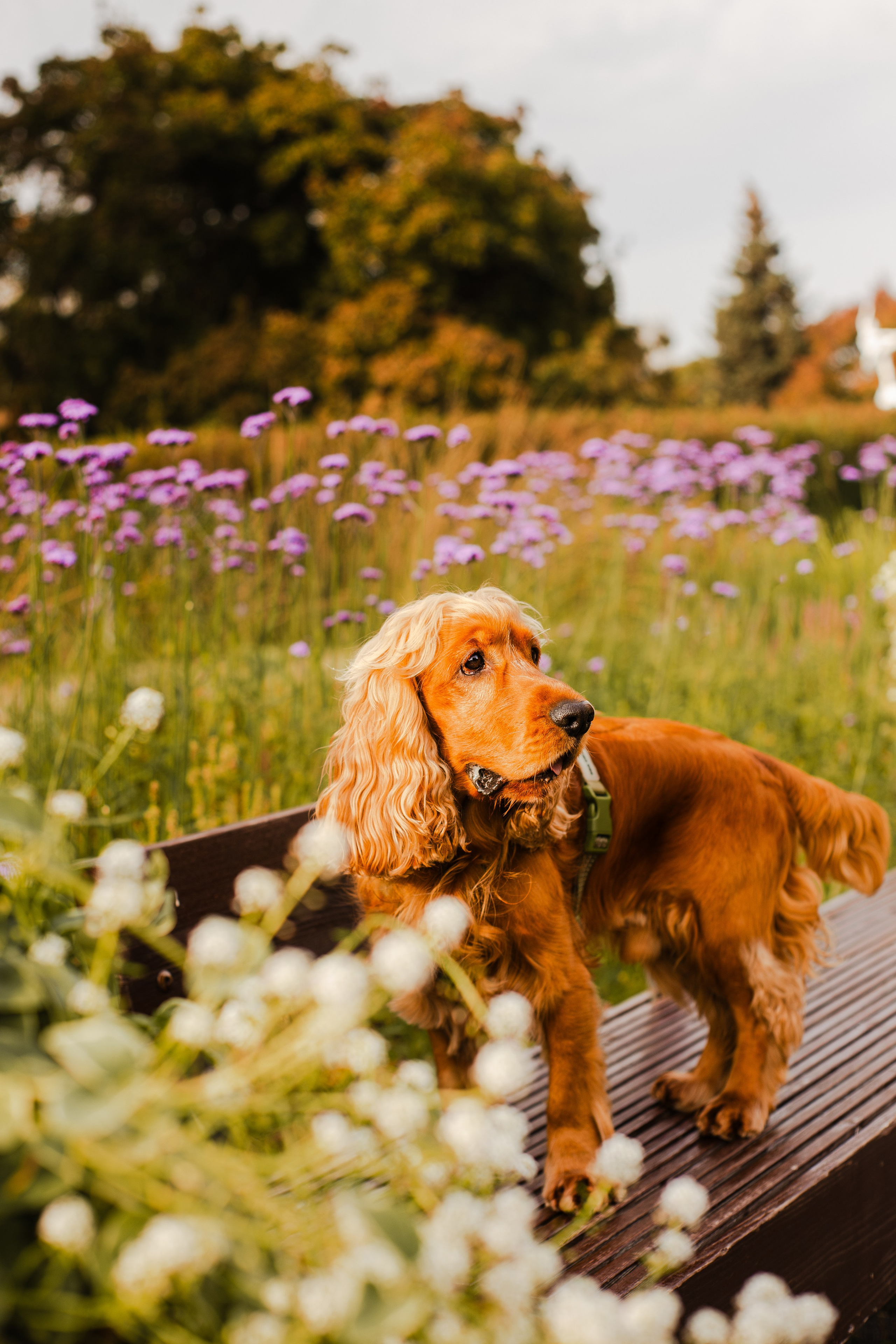 Арина, Паша и Арчер. Фотограф-анималист Мария Баркевич | Москва