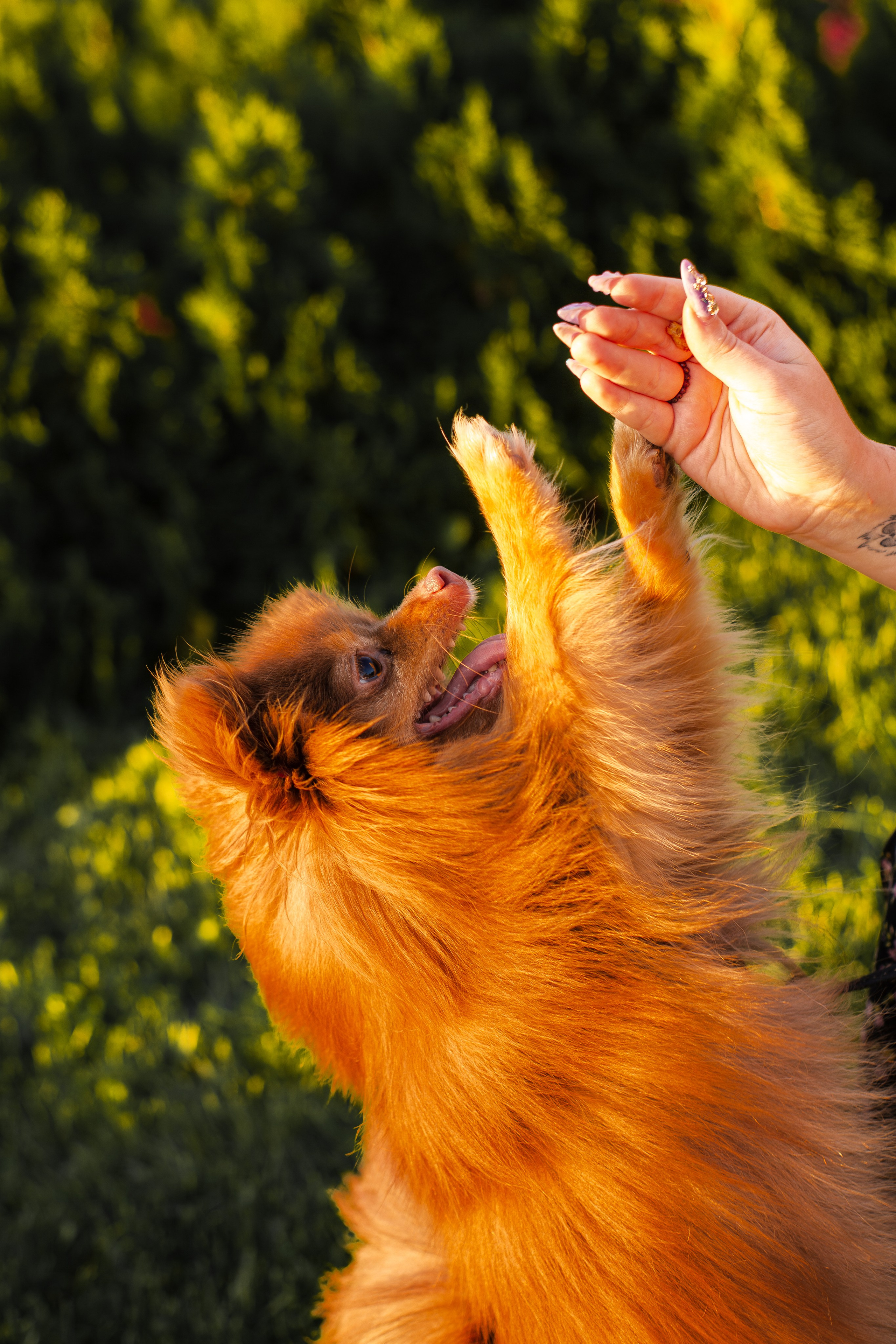 Настя и Жульен. Фотограф-анималист Мария Баркевич | Москва