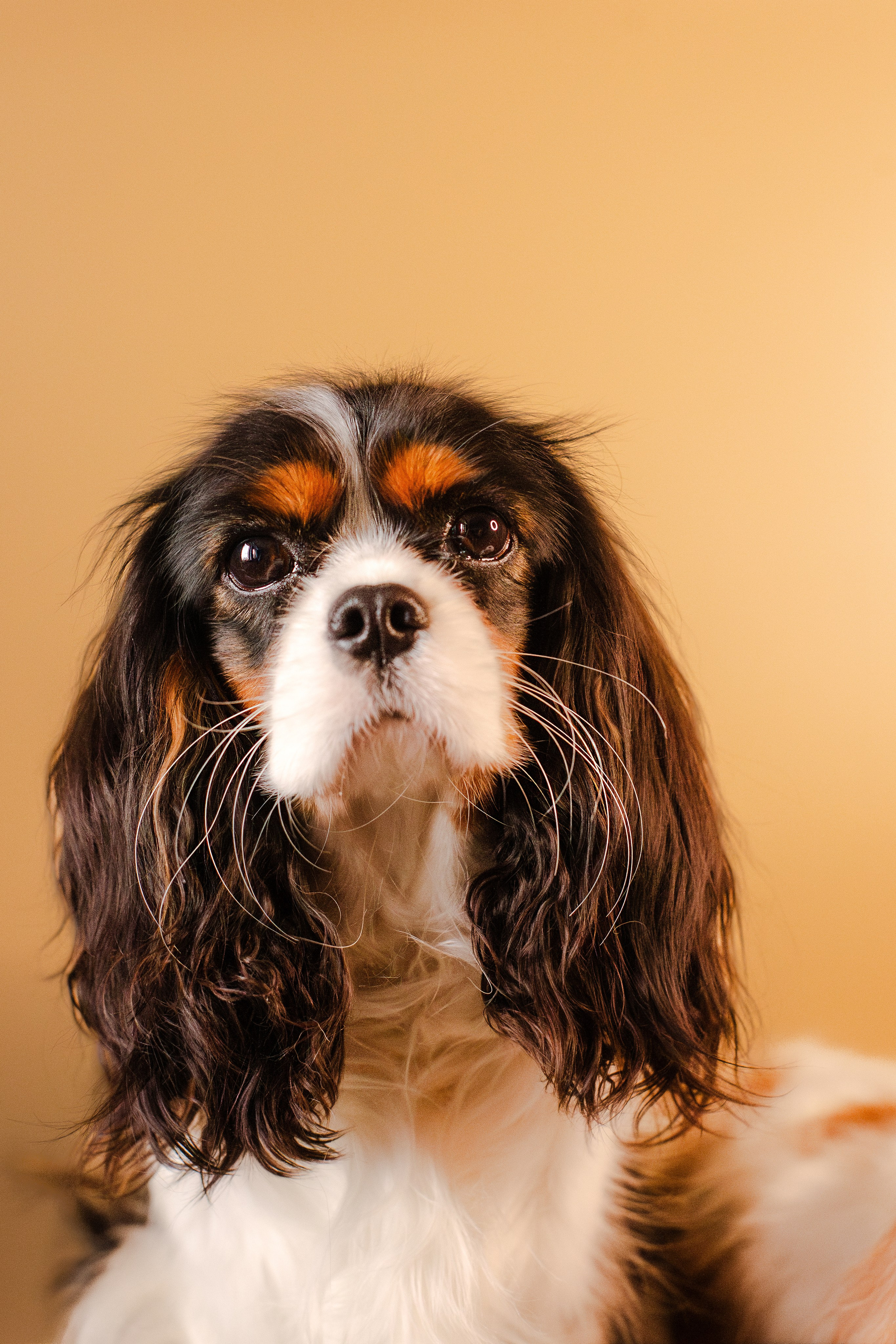 Жанна и кавалеры. Фотограф-анималист Мария Баркевич | Москва