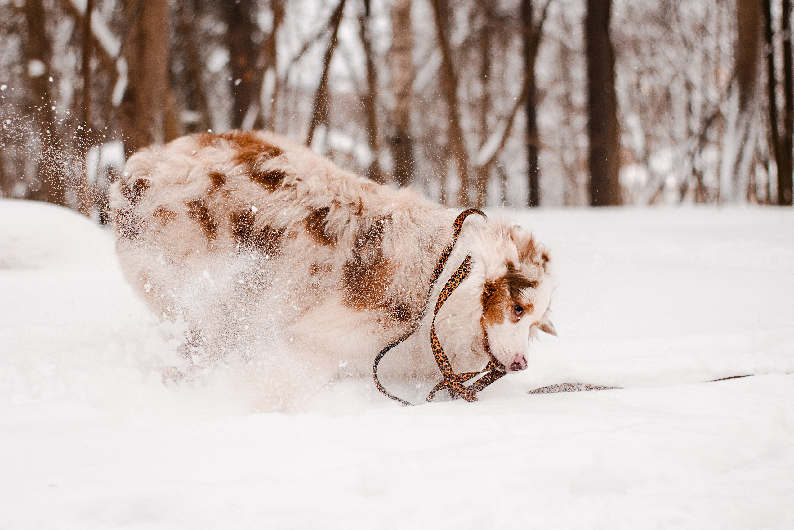 Юля и Ума. Фотограф-анималист Мария Баркевич | Москва