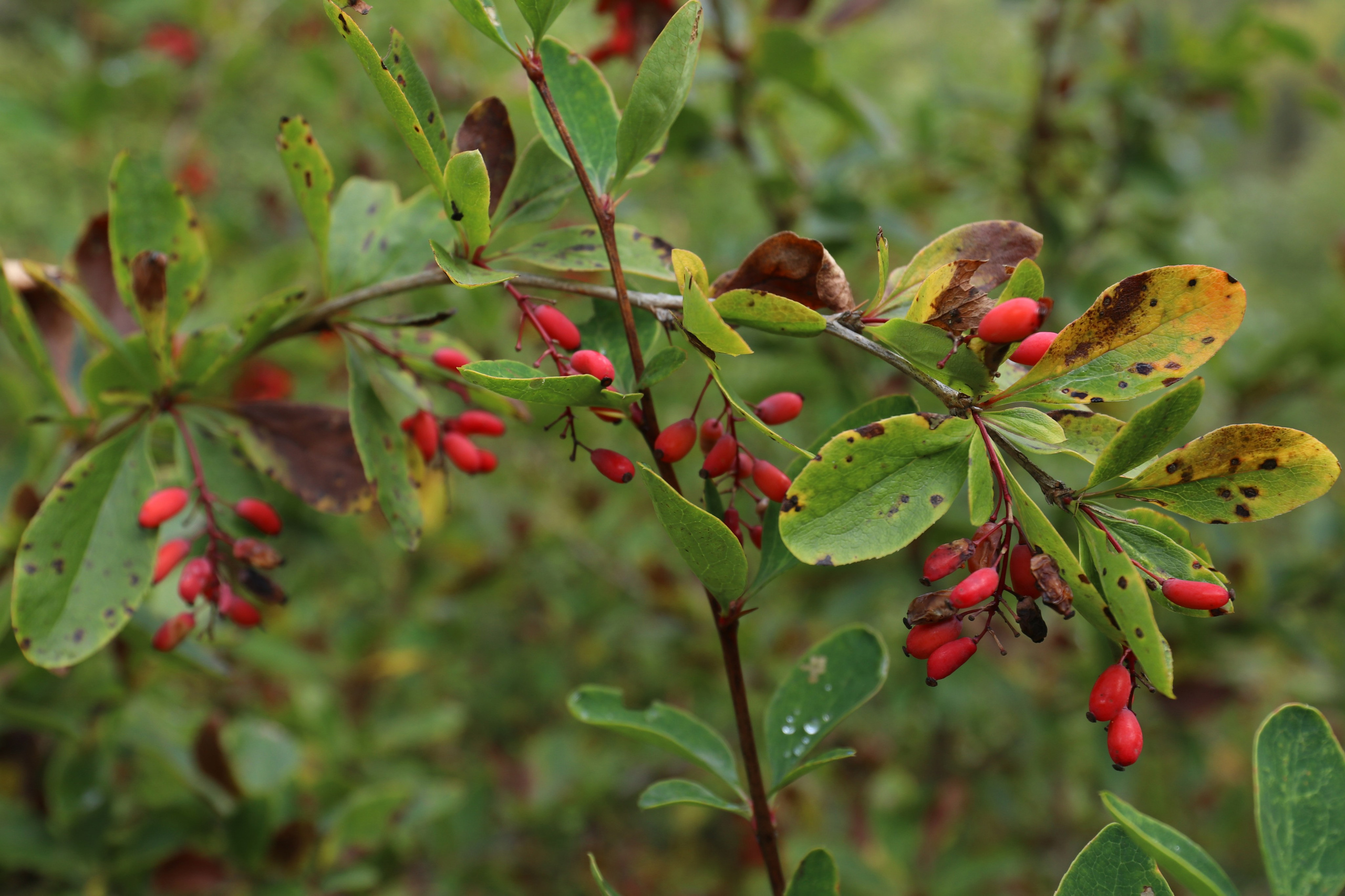 Приэльбрусье. Сентябрь 2024. Путешественник-фотограф из Санкт-Петербурга Татьяна Свистулина