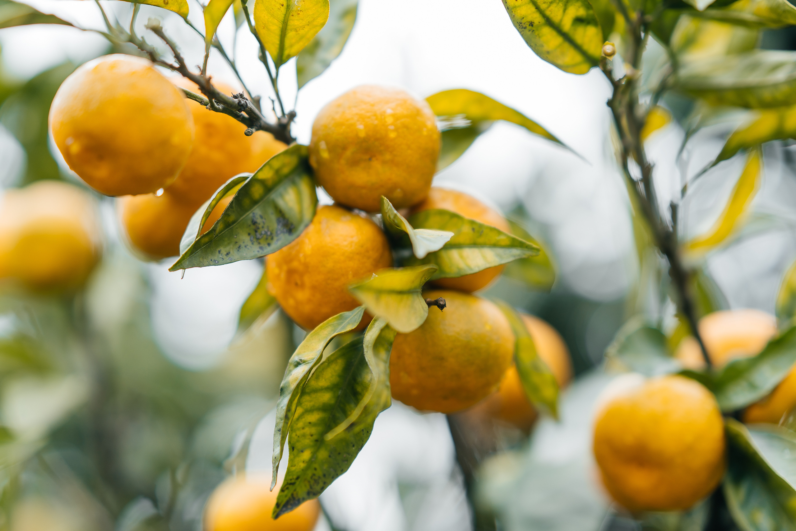 Арсений и София. Свадебный и семейный фотограф Кореновск/Краснодар