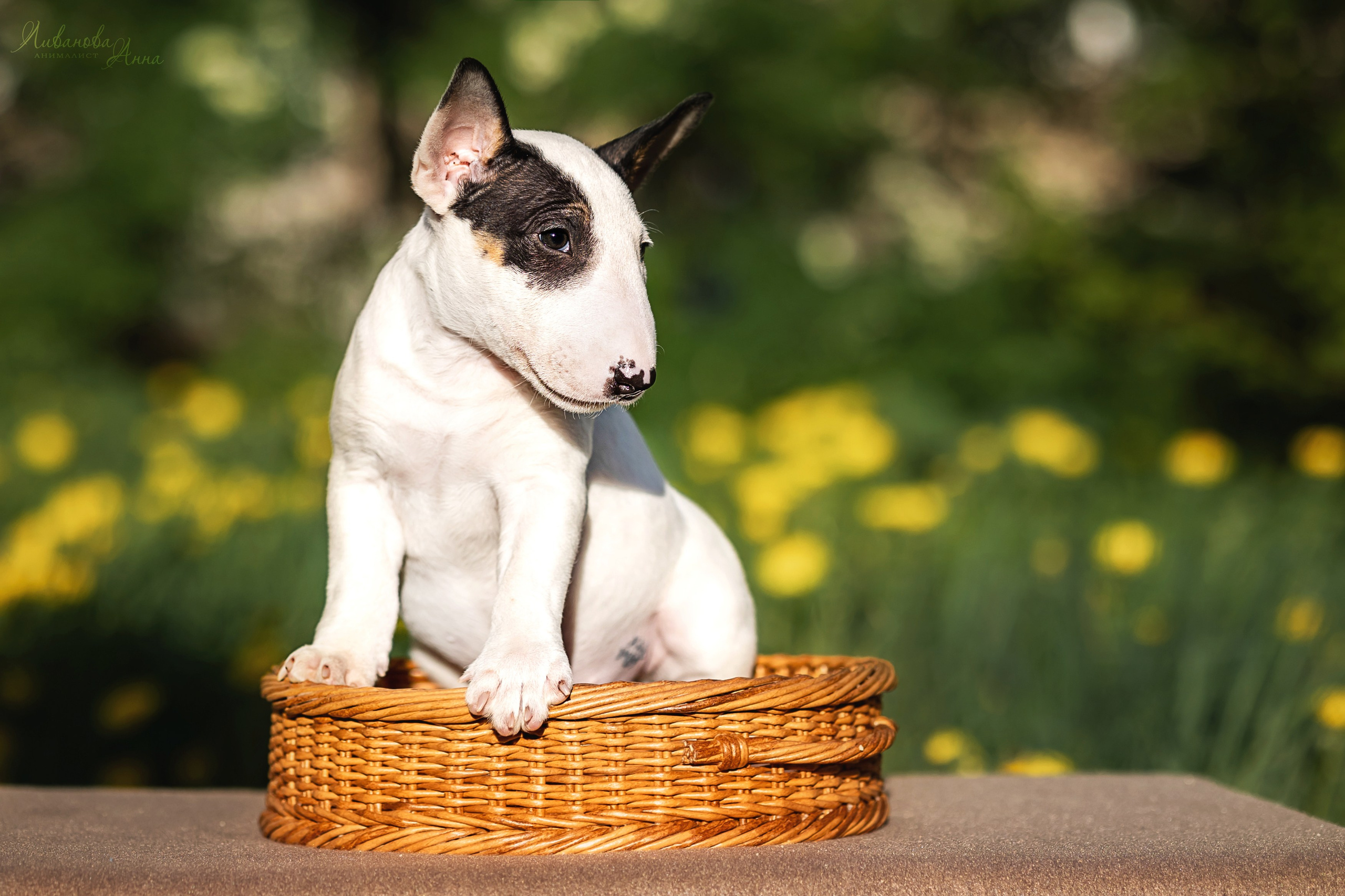 Минибультерьерчики. Фотограф анималист Аня Ливанова | Рыбинск