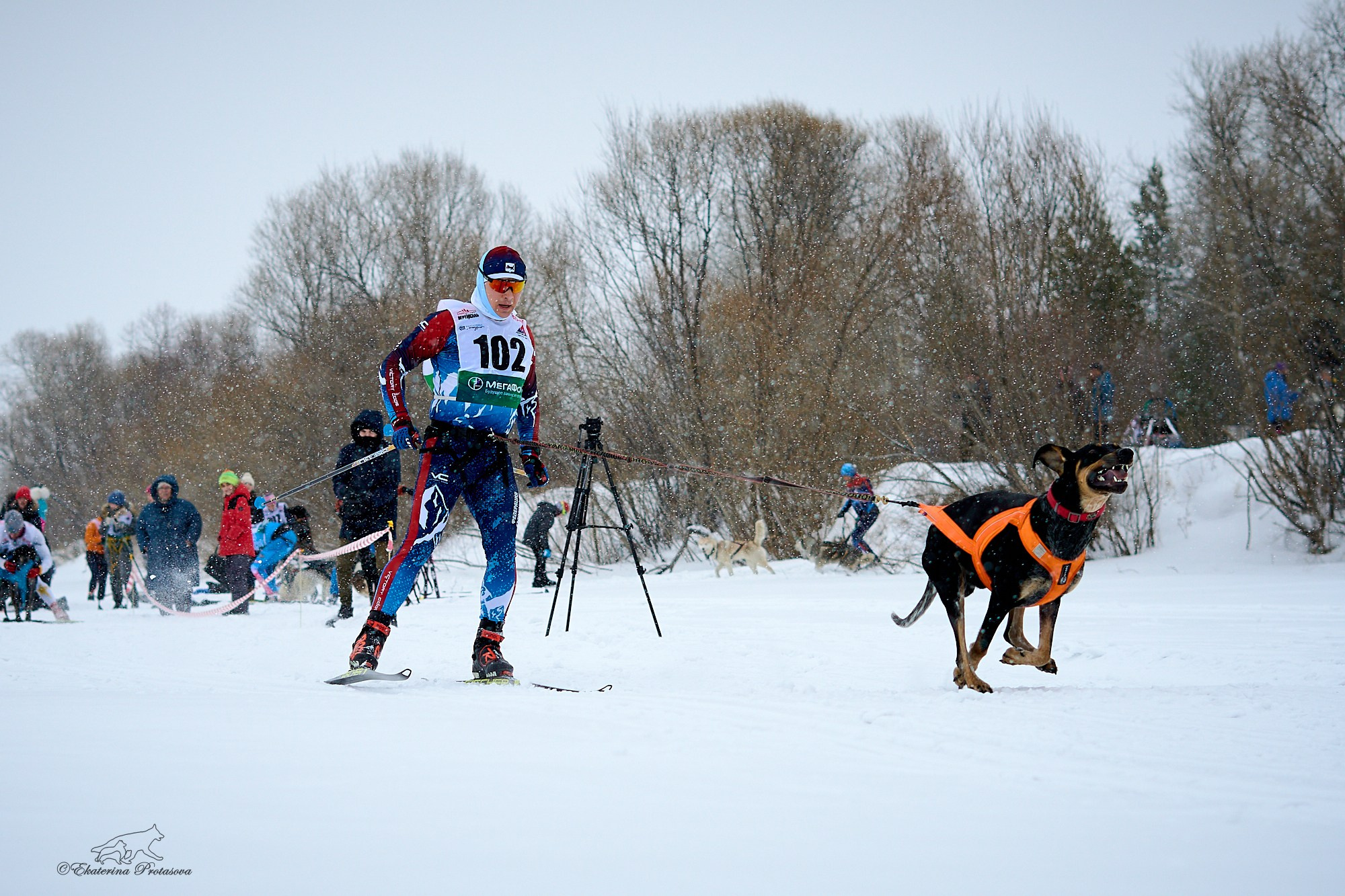Соревнования по скиджорингу. Фотограф-анималист в Иркутске