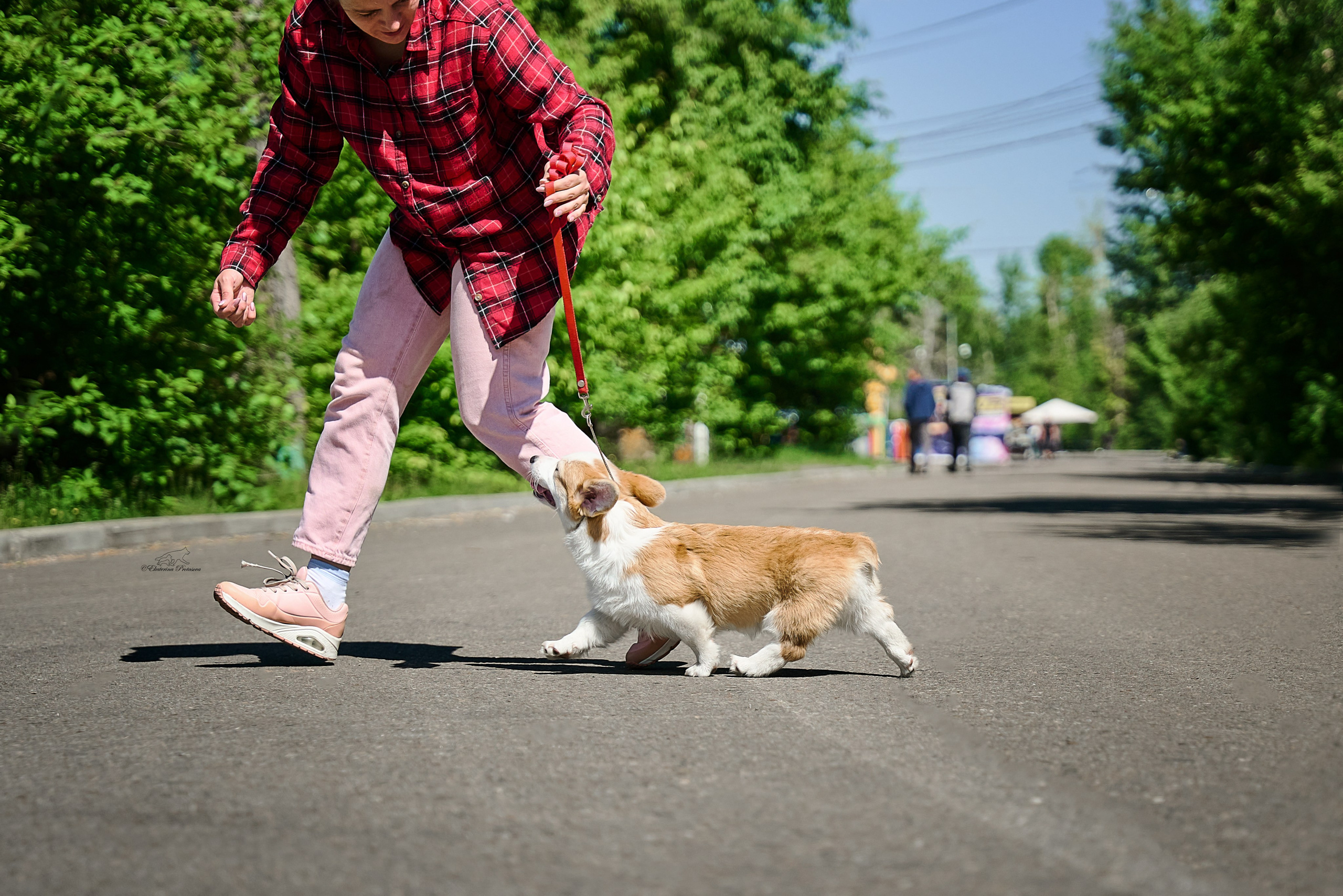 Корги. Фотограф-анималист в Иркутске