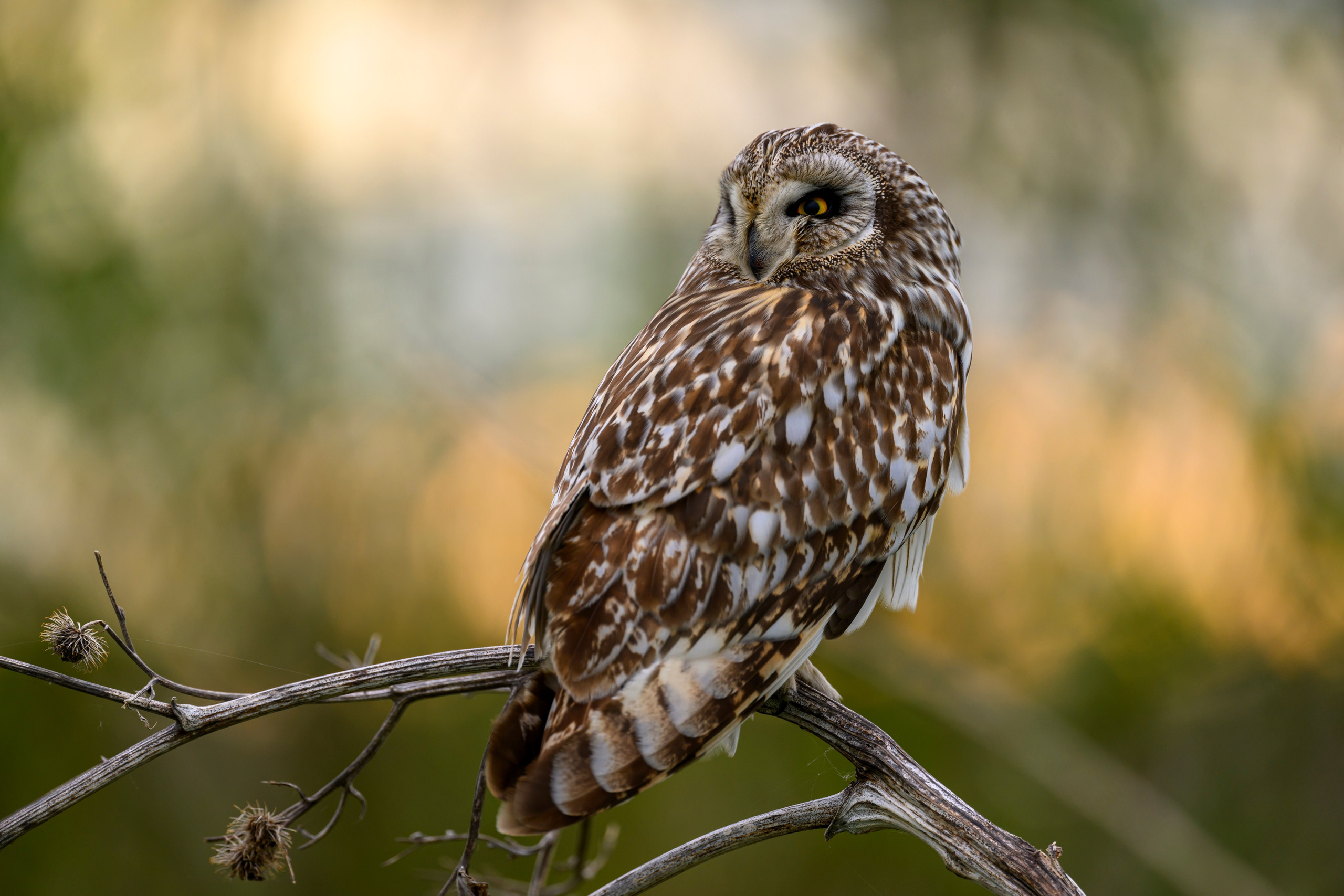 Болотные совы и лунь. Wildlife photography by Sergey Puponin