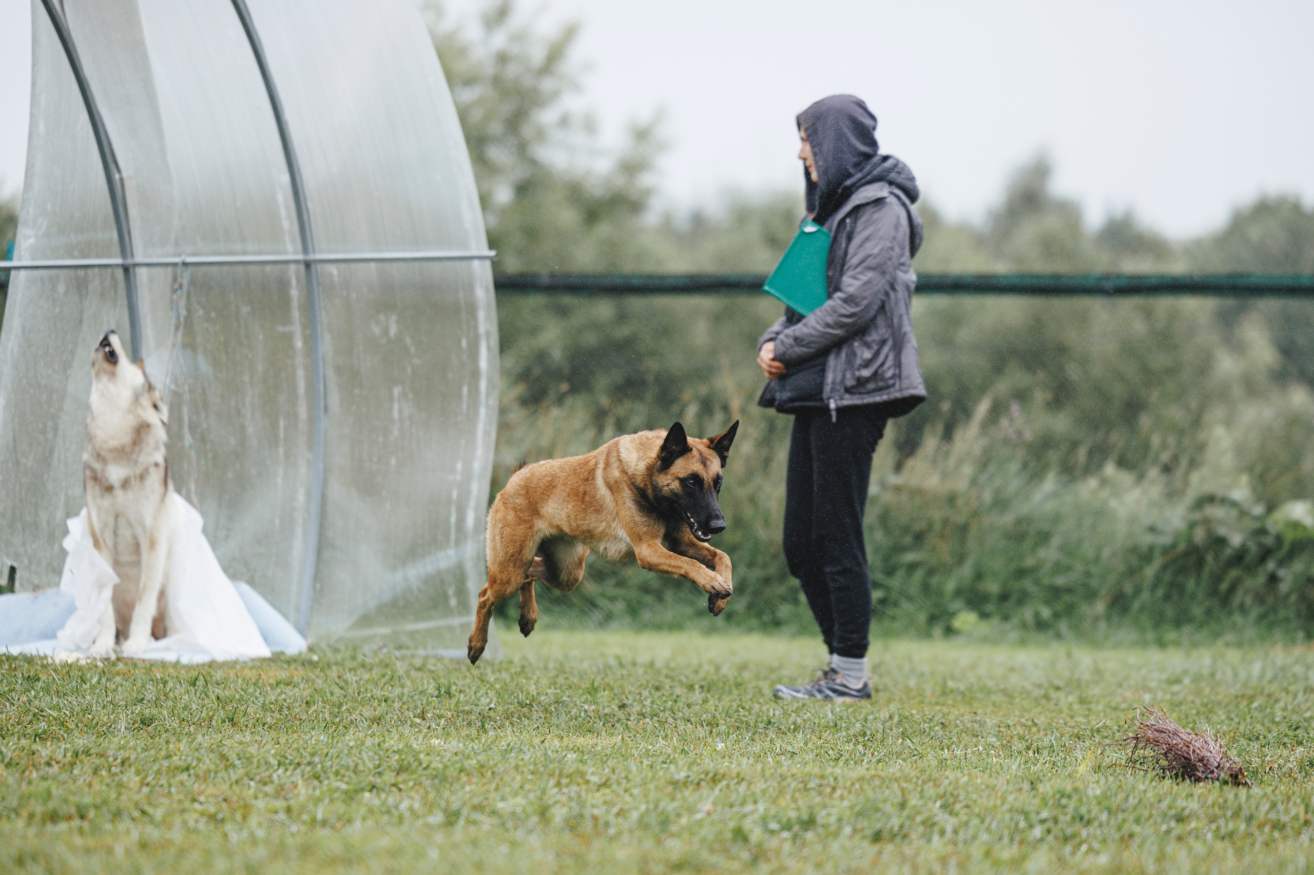 08.08.25-10.08.25 ЧР по мондьорингу г. Вологда. Фотограф-анималист Анна Маринич