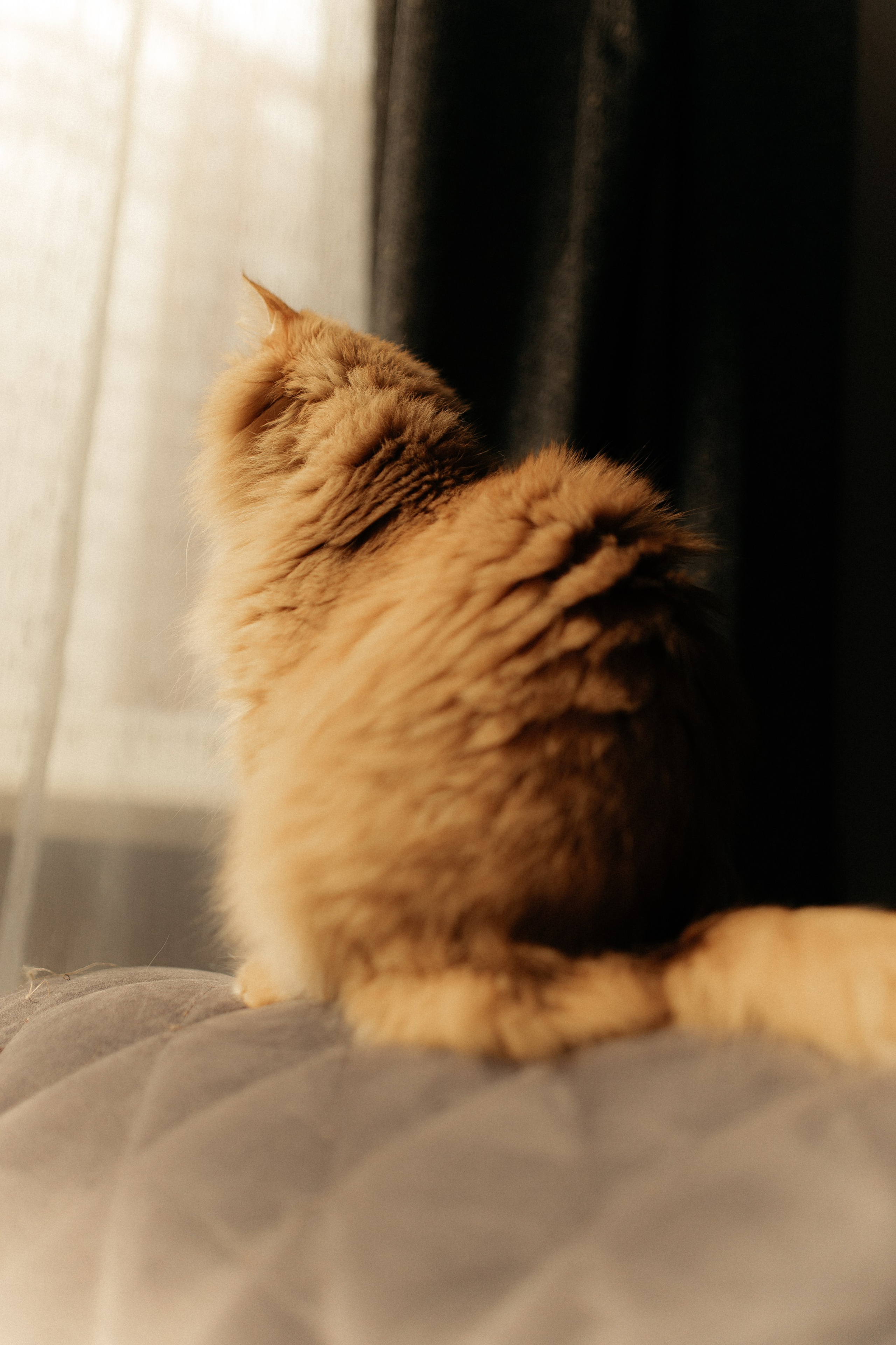 Алиса. DARYA.BELKINA