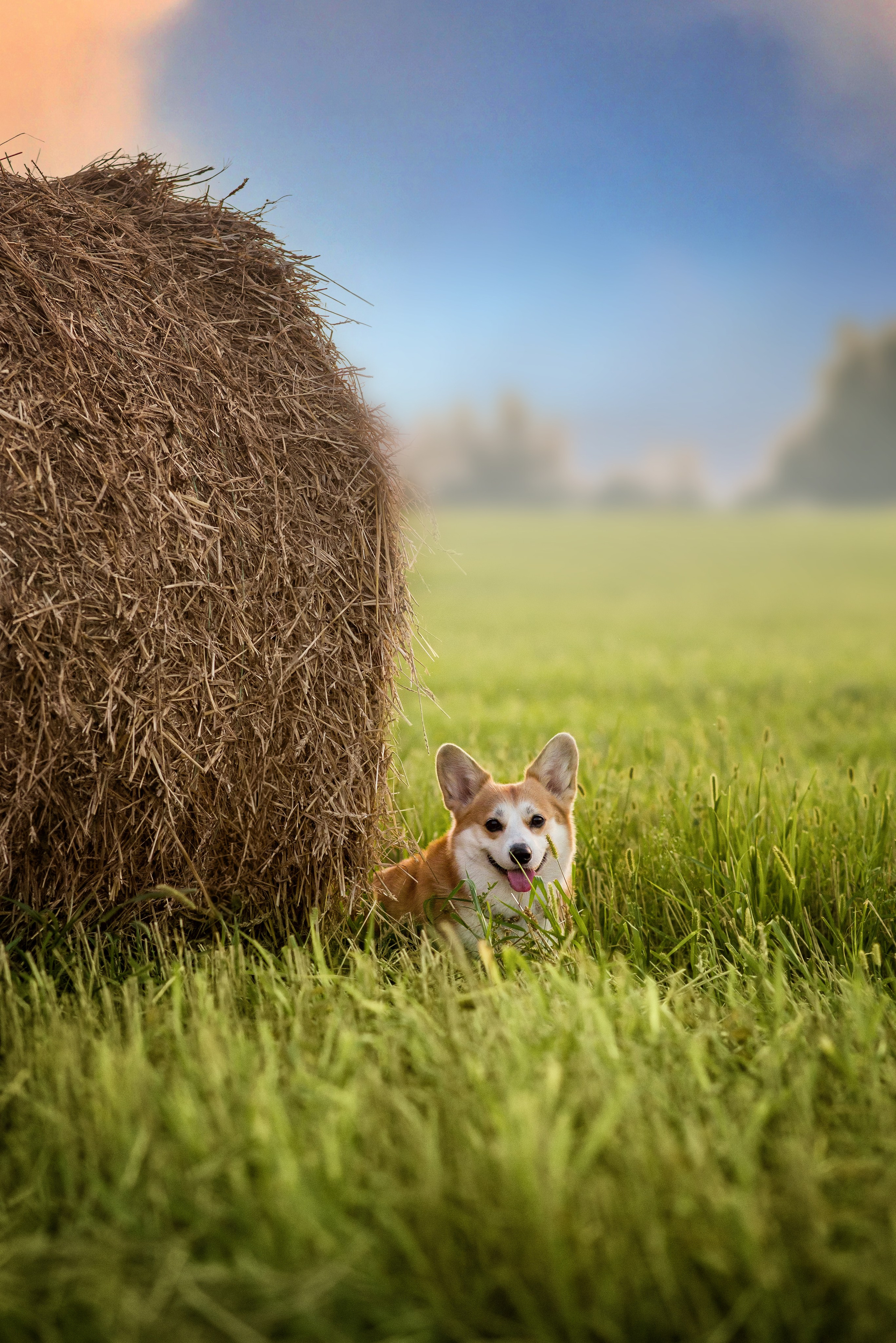 Лея и тюки — 10.08.2023. Фотограф — Анималист | Анна Абрамова