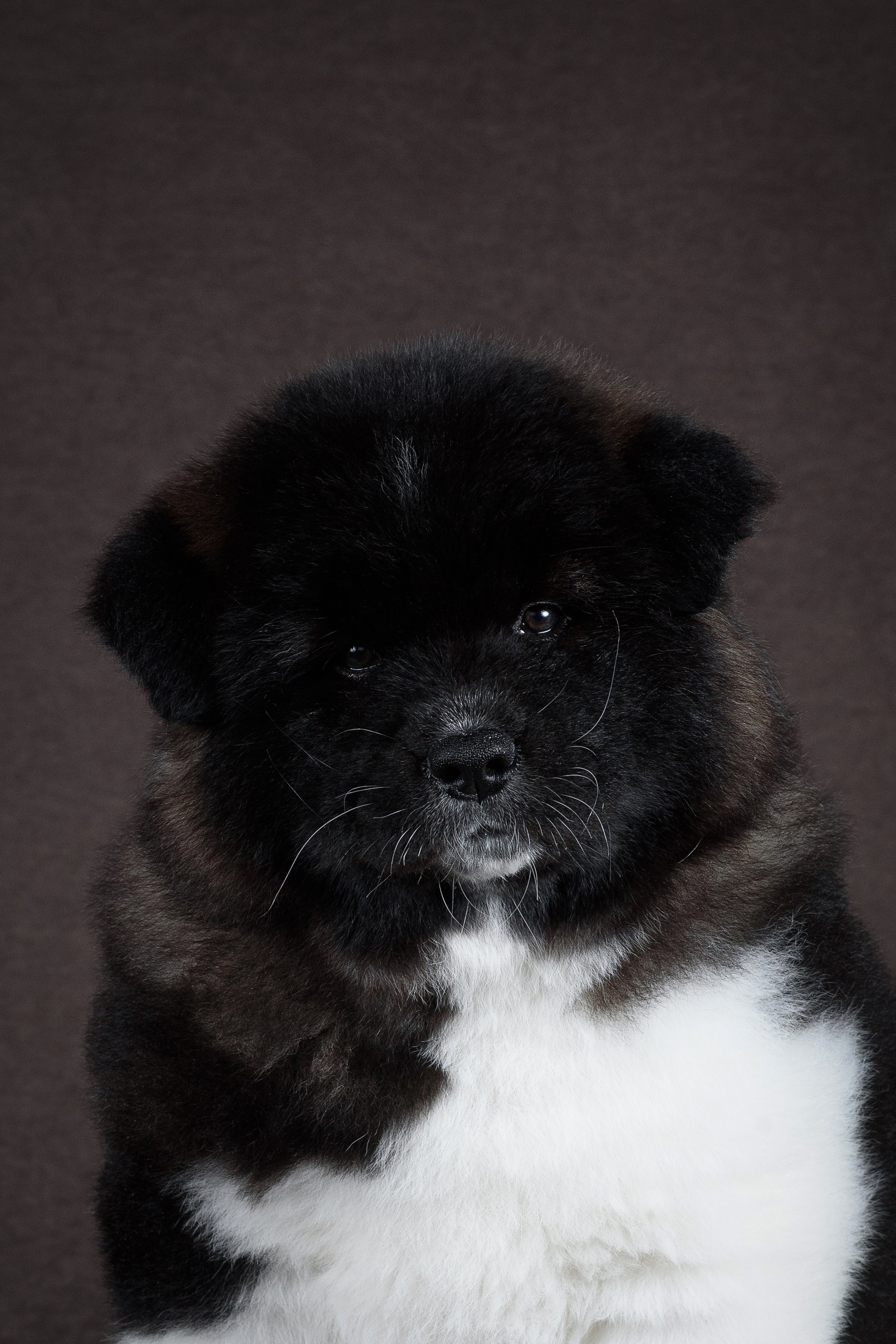 Щенки Американской Акиты (GRAND AMAK) Цезарь и Ника — 15.03.2024. Фотограф — Анималист | Анна Абрамова