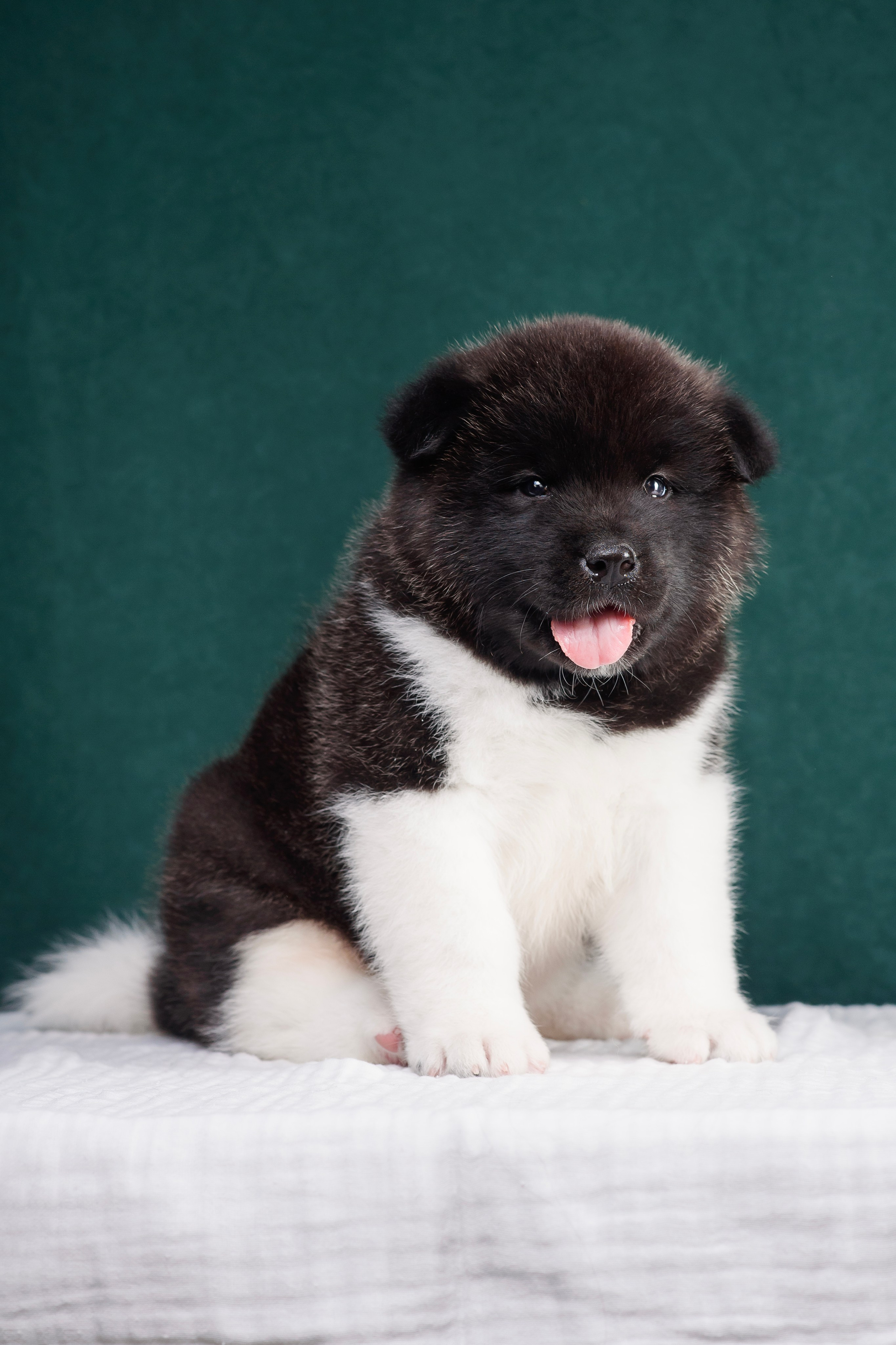 Щенки Американской Акиты. Фотограф — Анималист | Анна Абрамова
