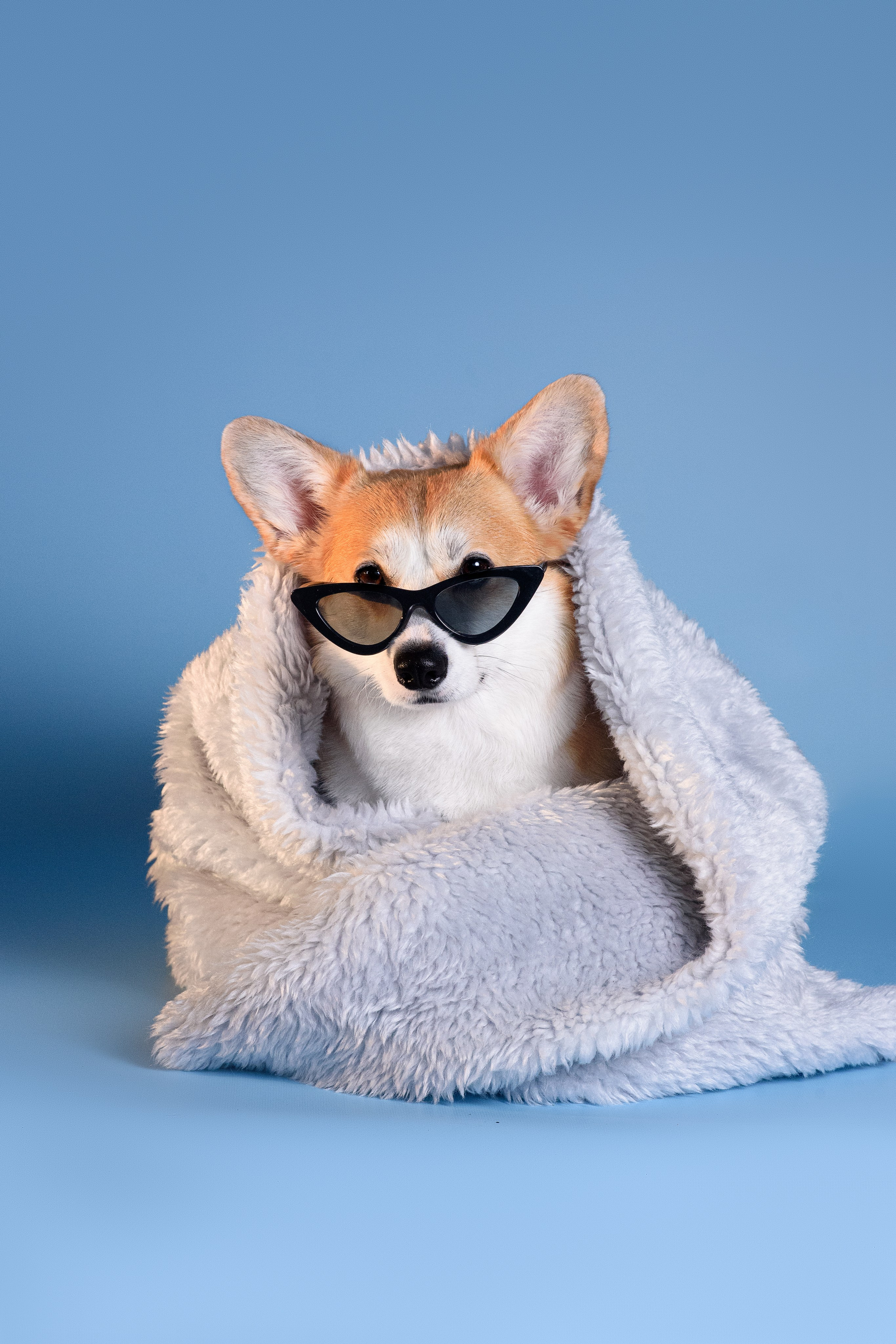 Лея съемка на однотонном фоне — 2024. Фотограф — Анималист | Анна Абрамова