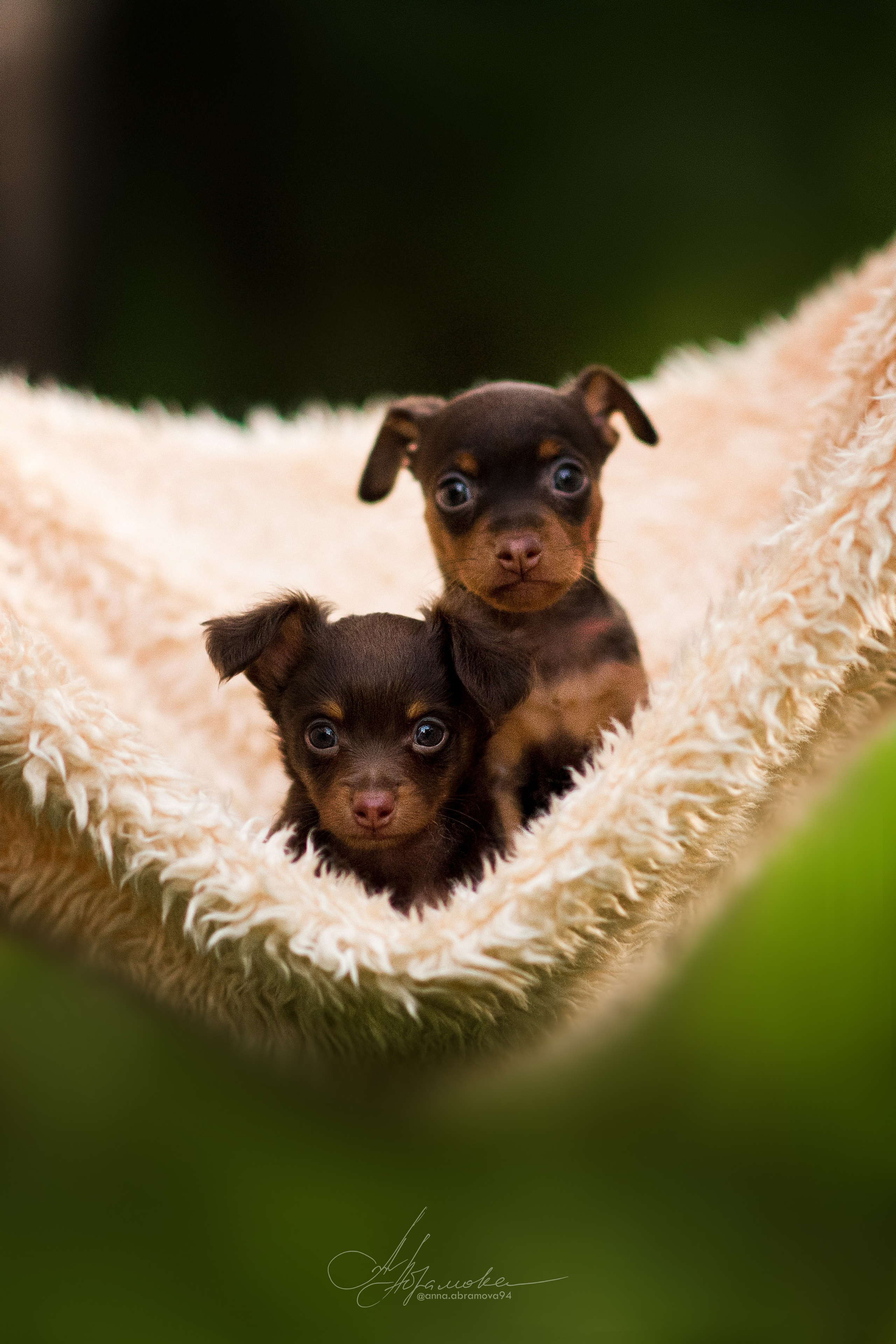 Щенки пражских крысариков — 06.08.2023. Фотограф — Анималист | Анна Абрамова
