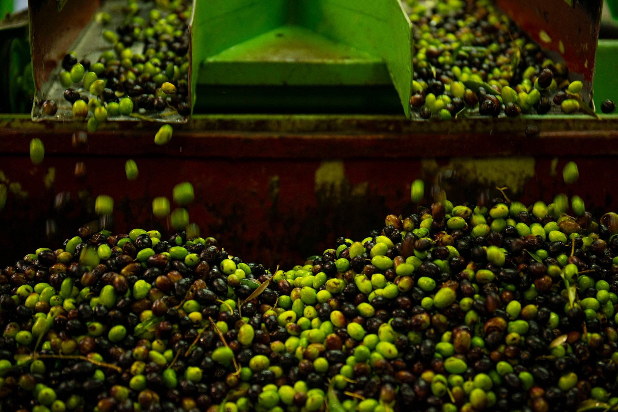 Крупный план свежесобранных оливок разных сортов, падающих из зеленого подающего желоба в приемный бункер на итальянской маслобойне Frantoio Tistarelli.