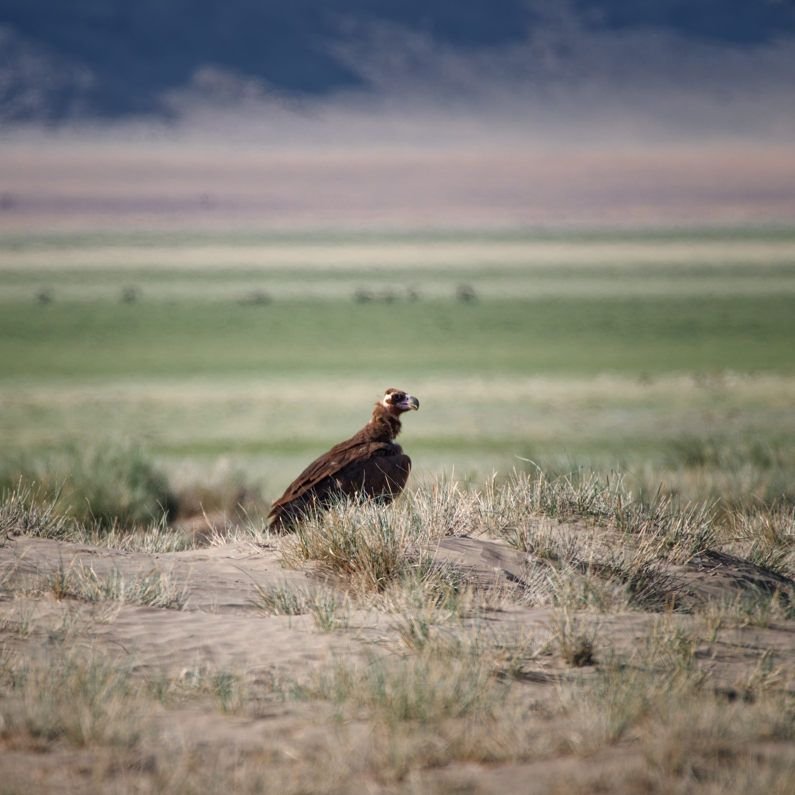 Экспедиция в Монголию (Гоби). Семоха Валерий. Фотограф