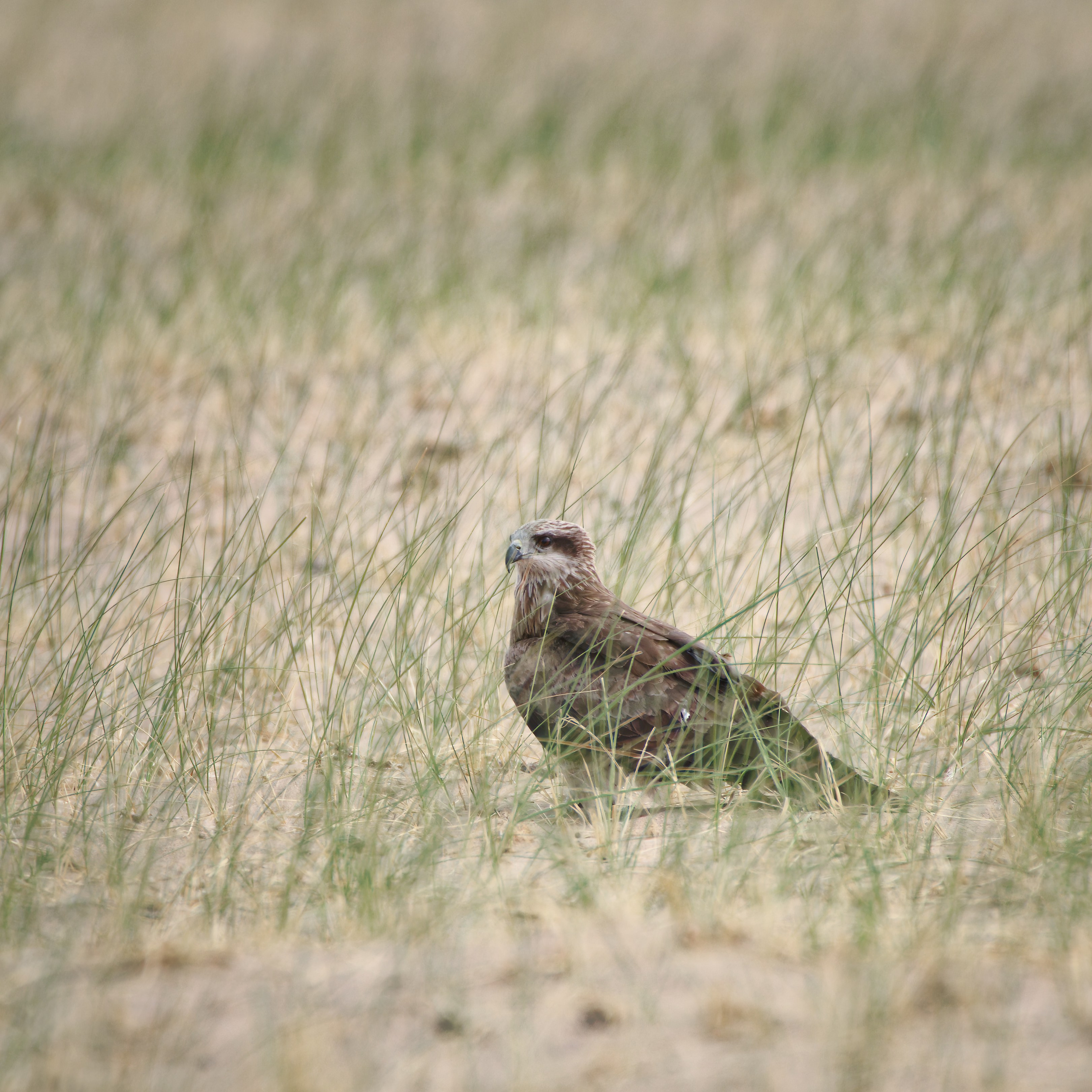 Экспедиция в Монголию (Гоби). Семоха Валерий. Фотограф