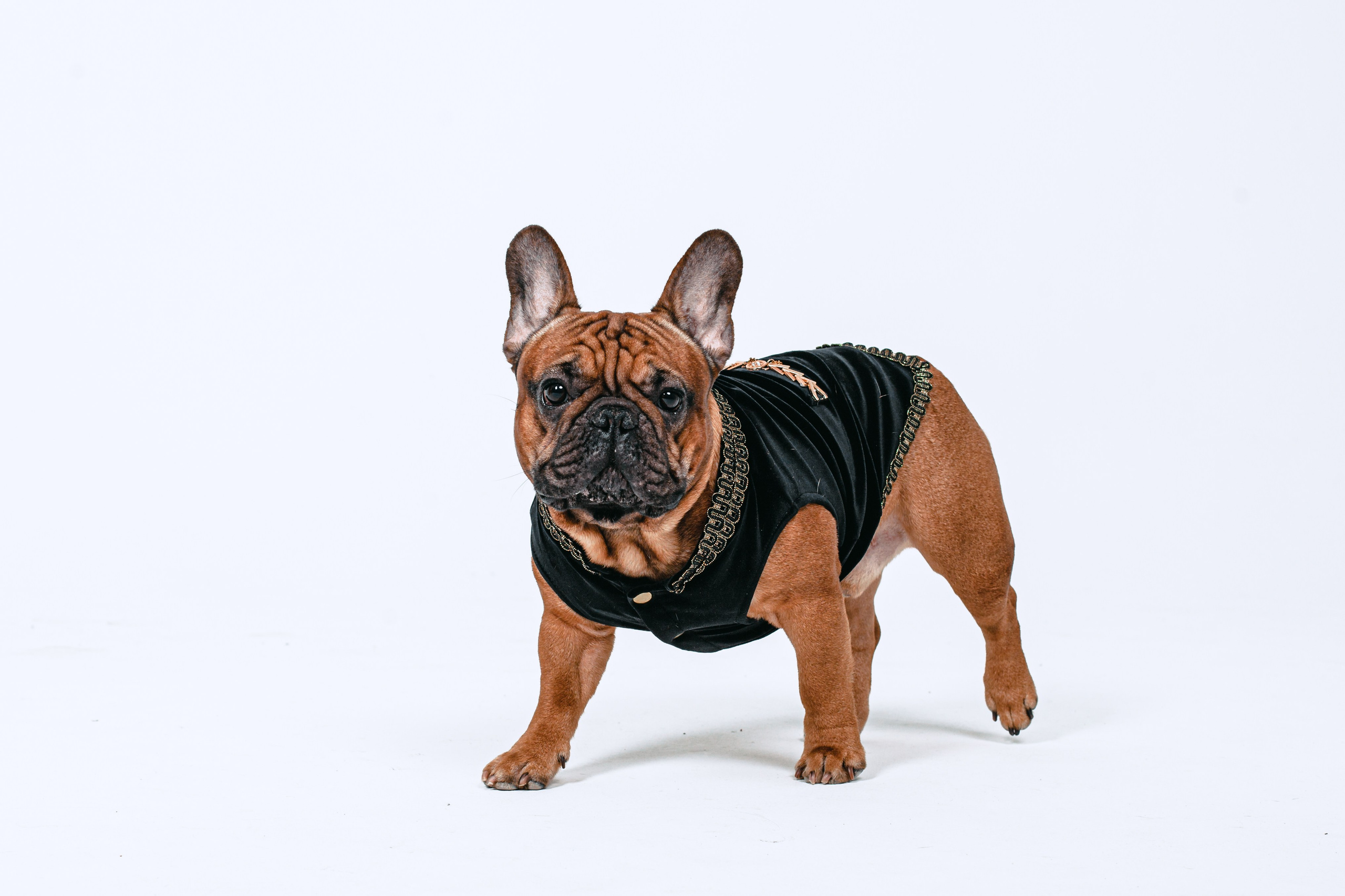 Пижамная вечеринка французских бульдогов и их хозяев. Фотограф-анималист Татьяна Степанова