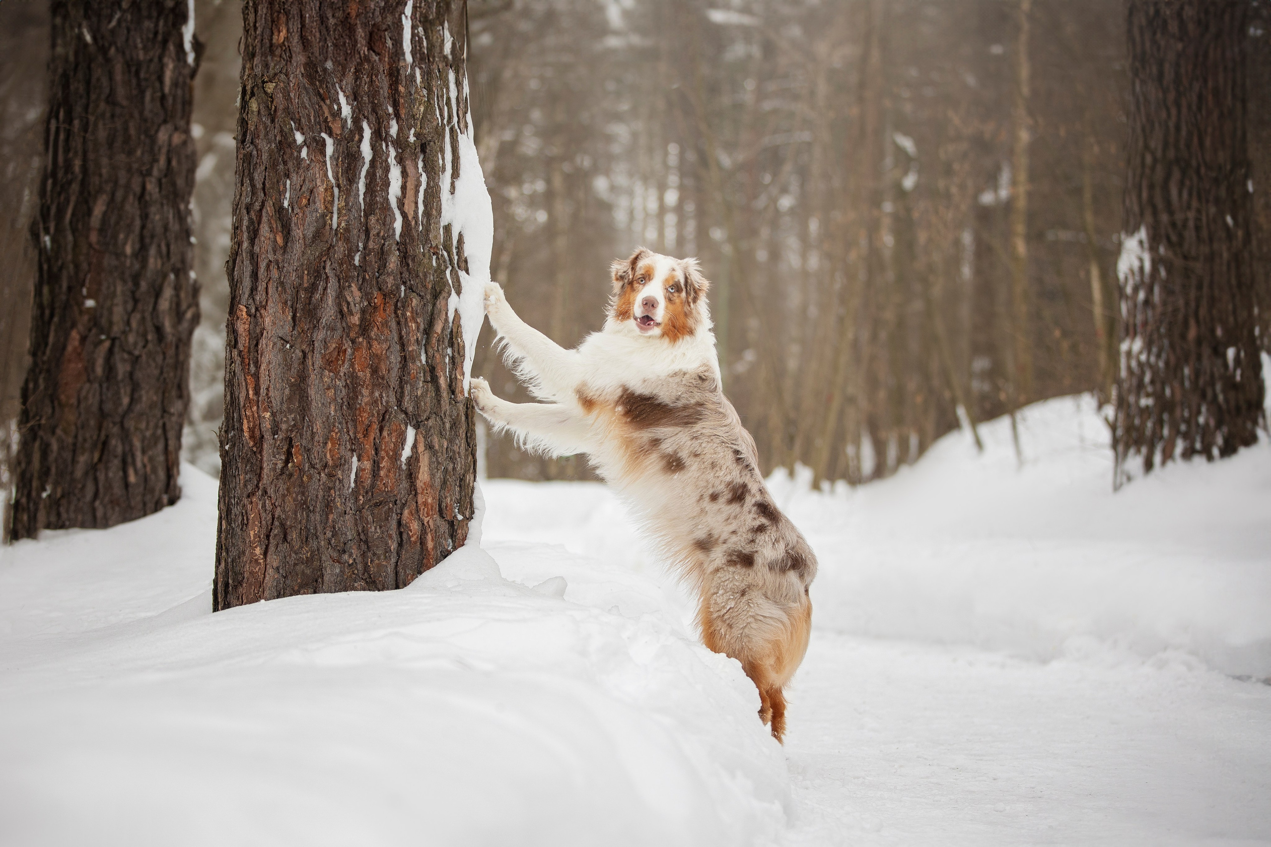Дария, Макс, Сезам и Чили. Фотограф анималист в Москве Майорова Евгения