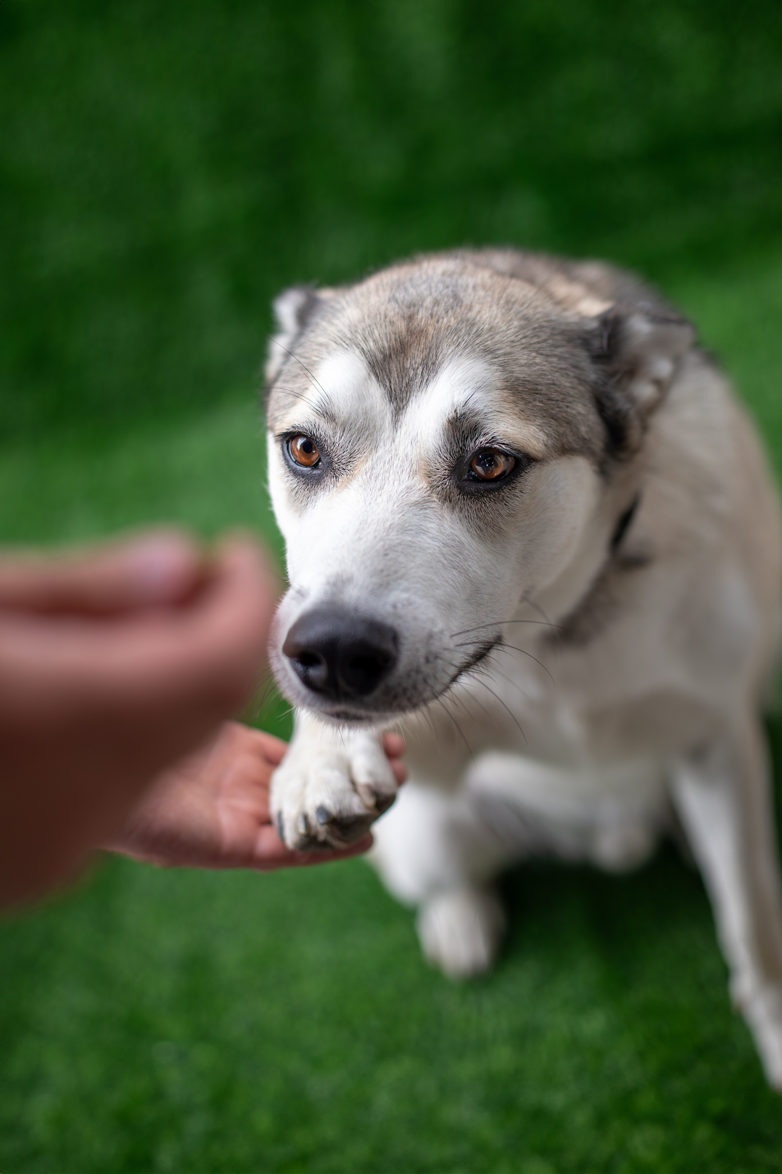 Мини-приют «Возрождение». Ирина Голомб|Фотограф-анималист в  Сочи и Калининграде