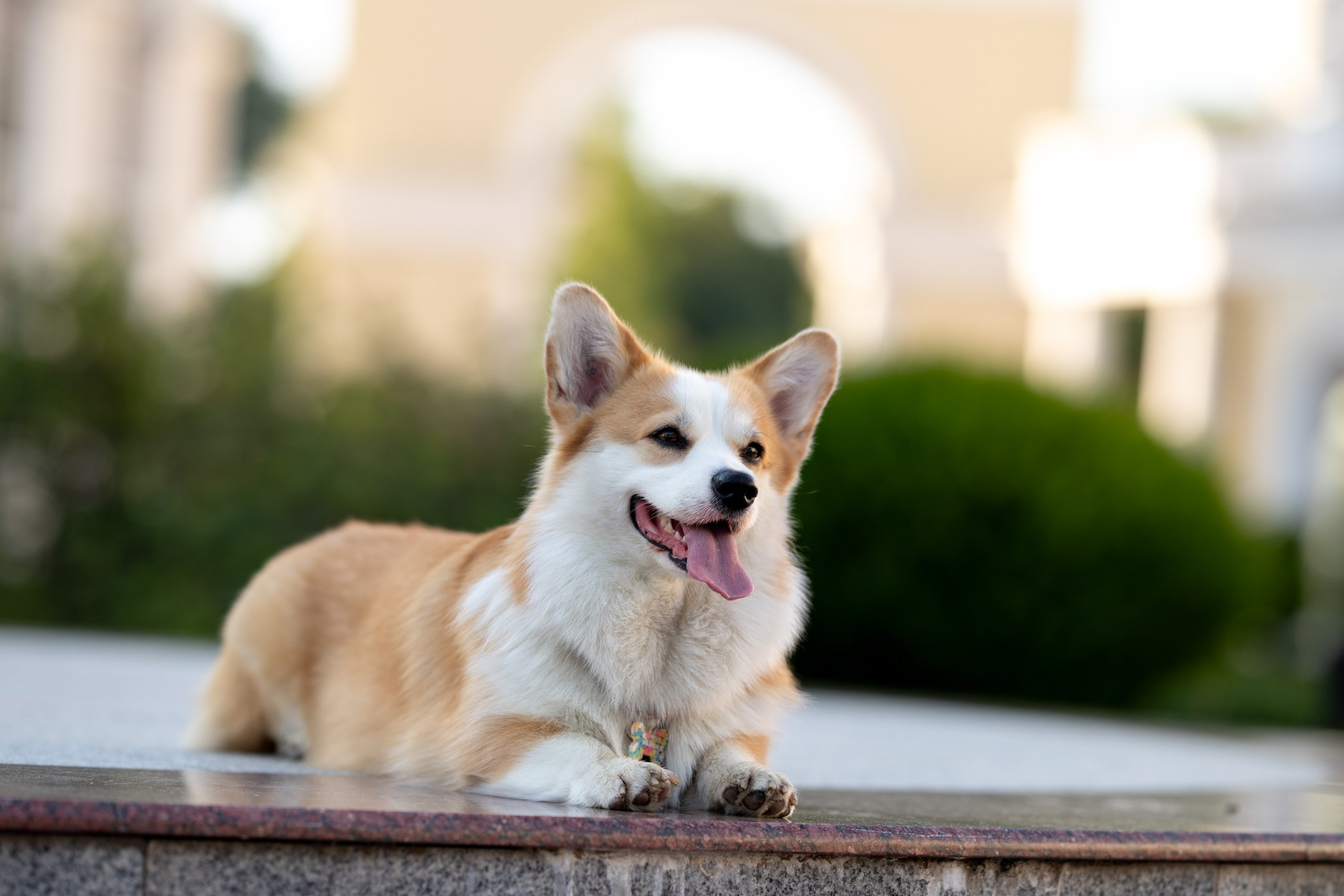 Райна, Корги. Ирина Голомб|Фотограф-анималист в  Сочи и Калининграде
