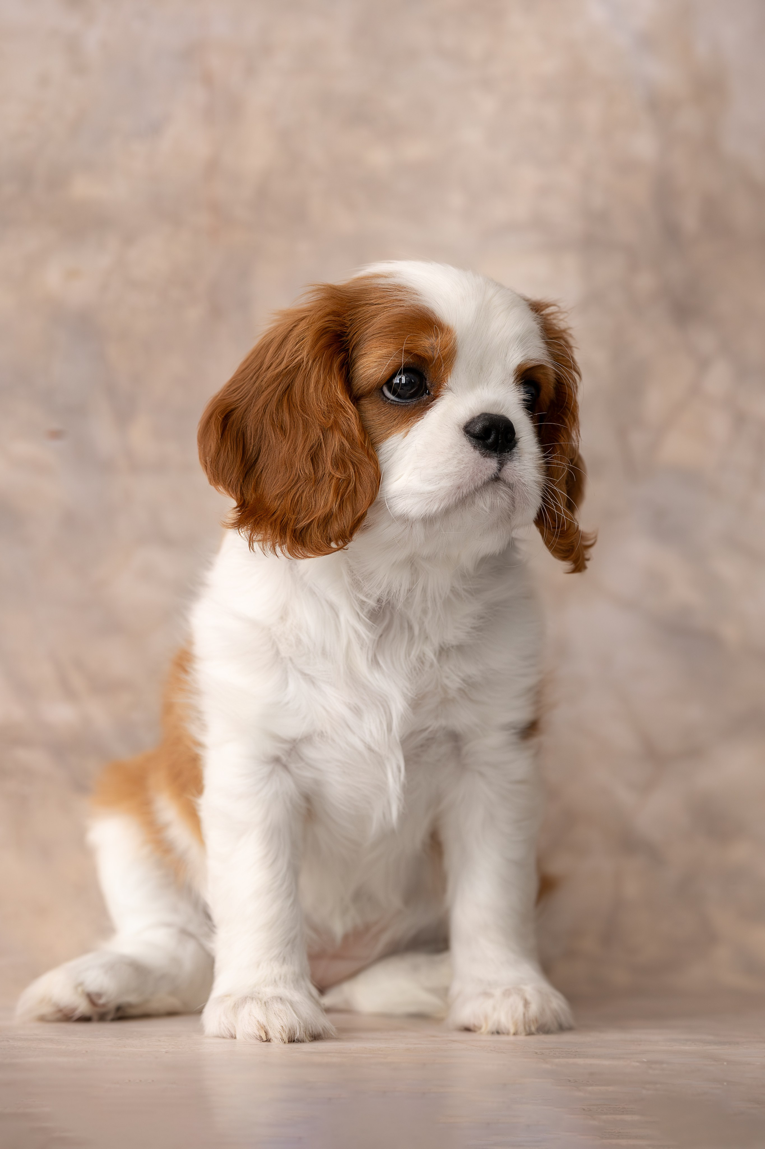 Детки кавалерчики. Ирина Голомб|Фотограф-анималист в  Сочи и Калининграде