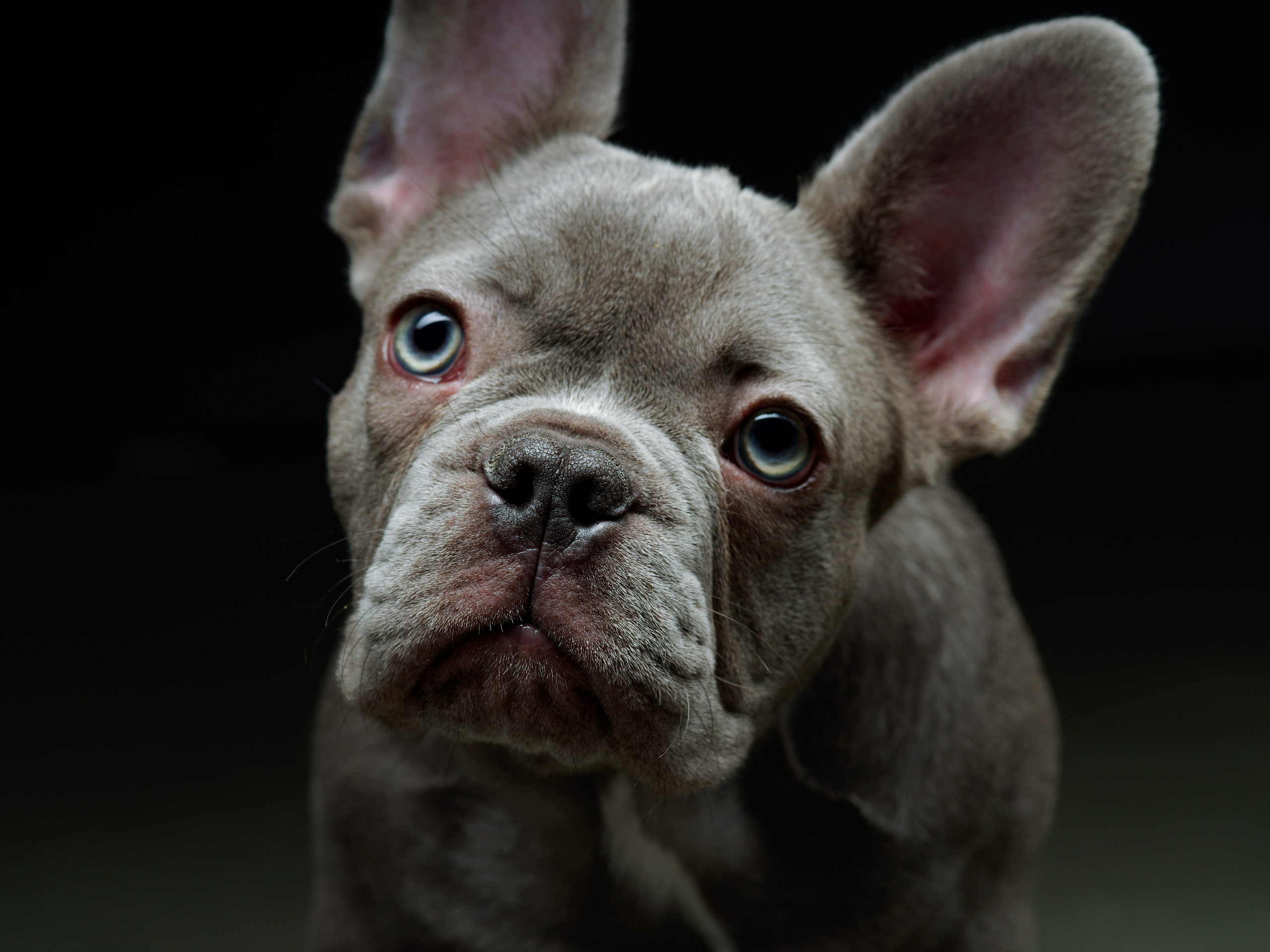 Съёмка домашних питомцев. Фото & Видео студия XIMIYA