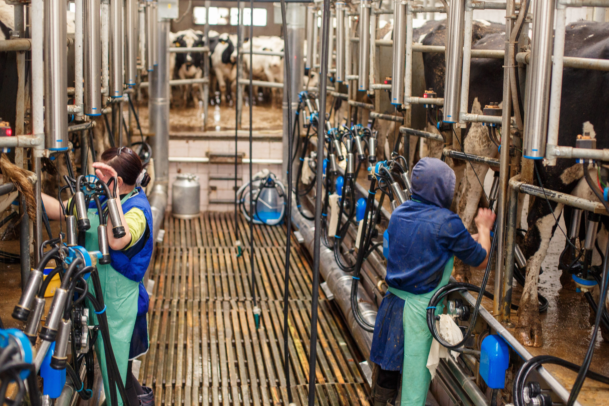 Шатурский Агропромышленный комбинат. Деловая и Бизнес съемка в  Москве Инесса Грушко