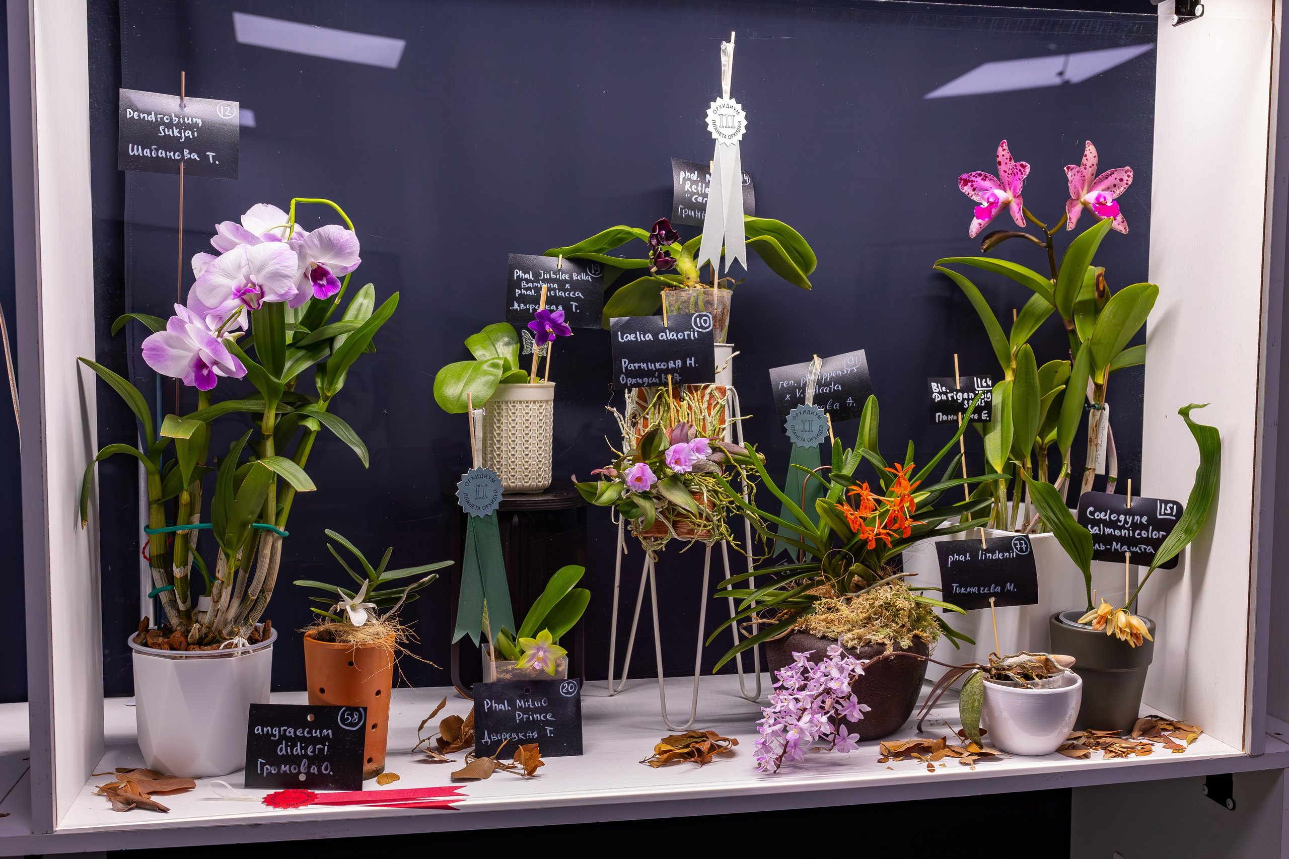 Орхидиум сентябрь 2025. Александра Куликова фотограф, Москва
