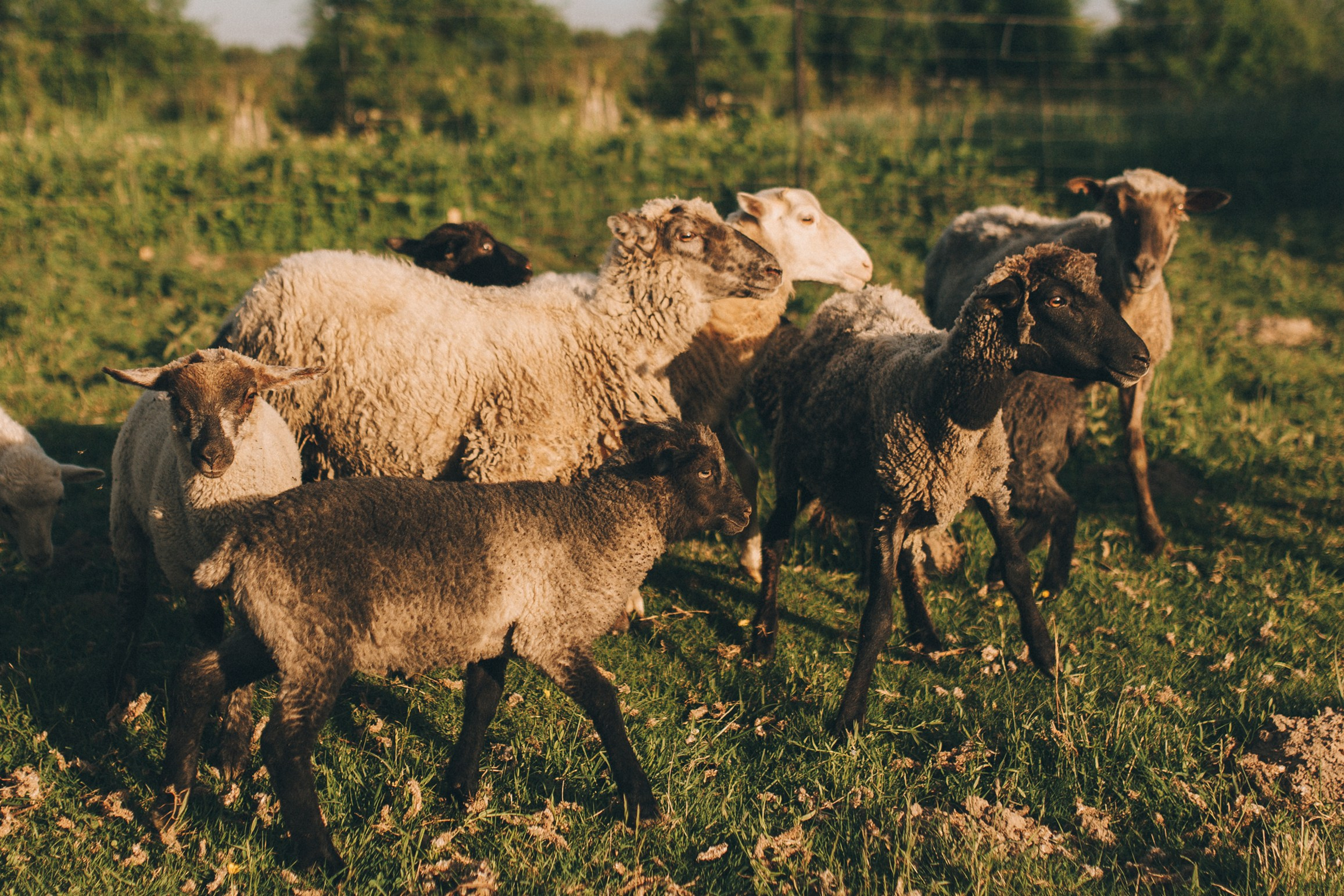 «Хорошо в деревне летом». Свадебный и семейный фотограф в Калининграде Ольга Мешечкова