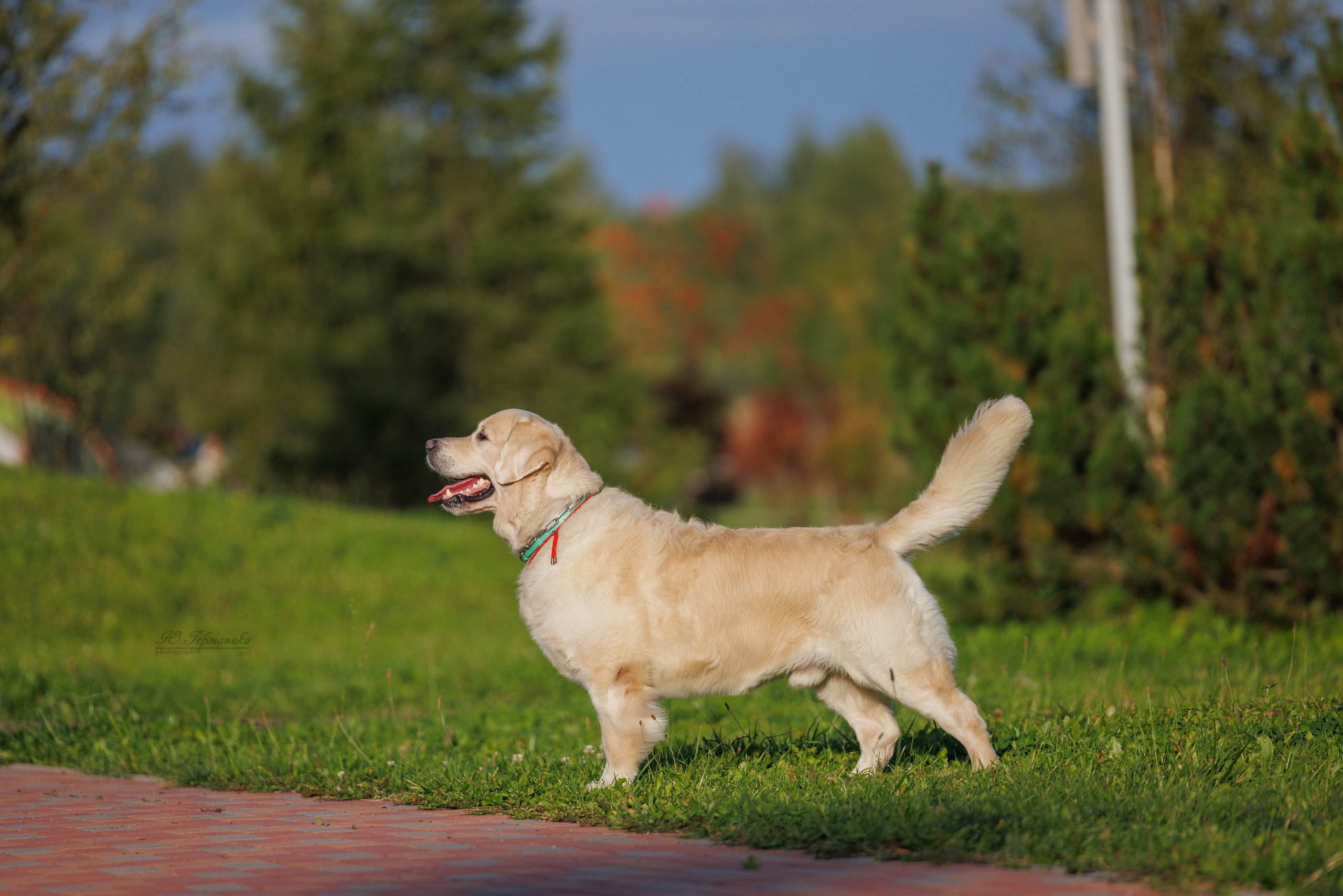 Переславль 5-7.08.2025. Фотограф-анималист Юлия Германика