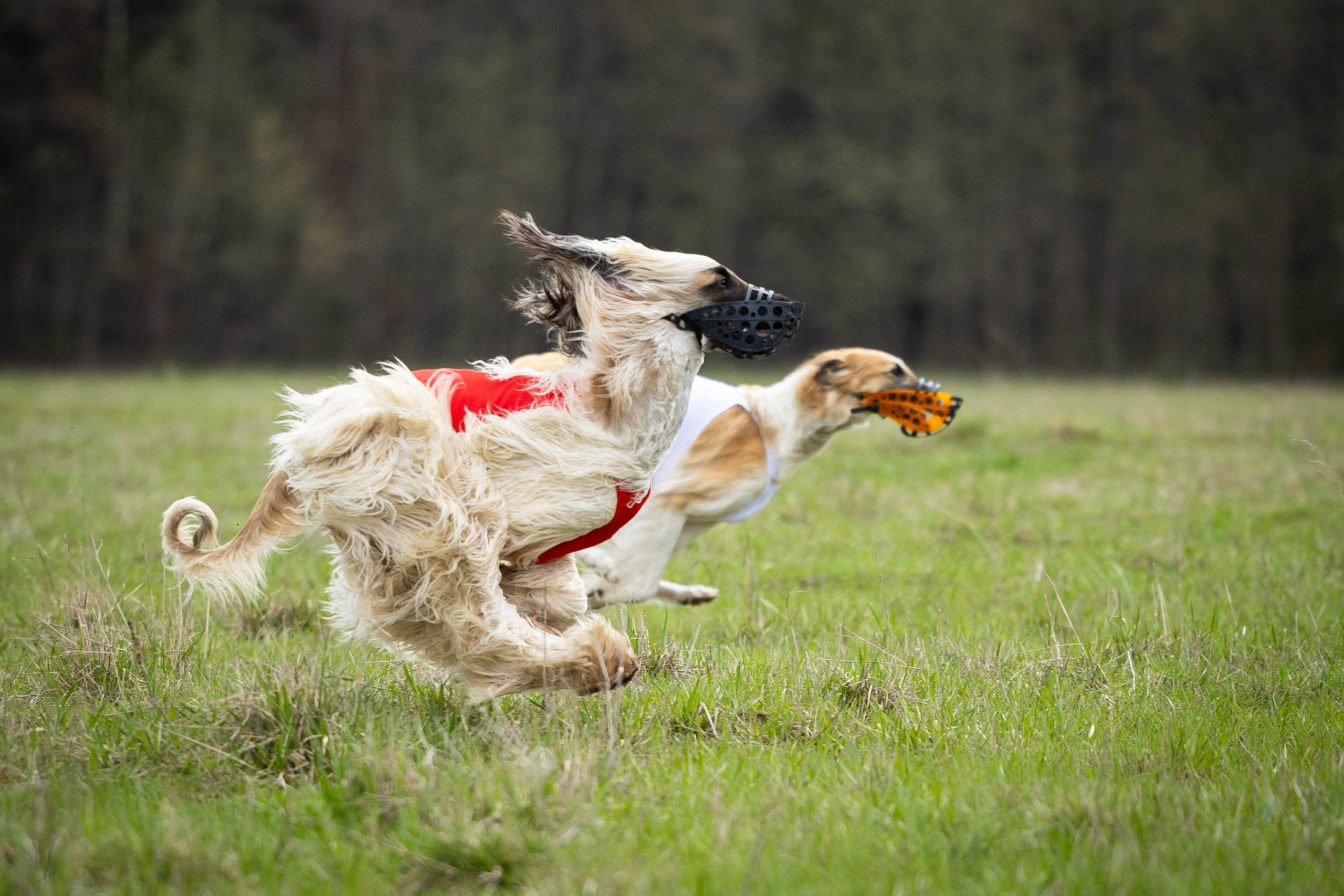 Курсинг. Фотограф Анималист в Перми Анастасия Остерман