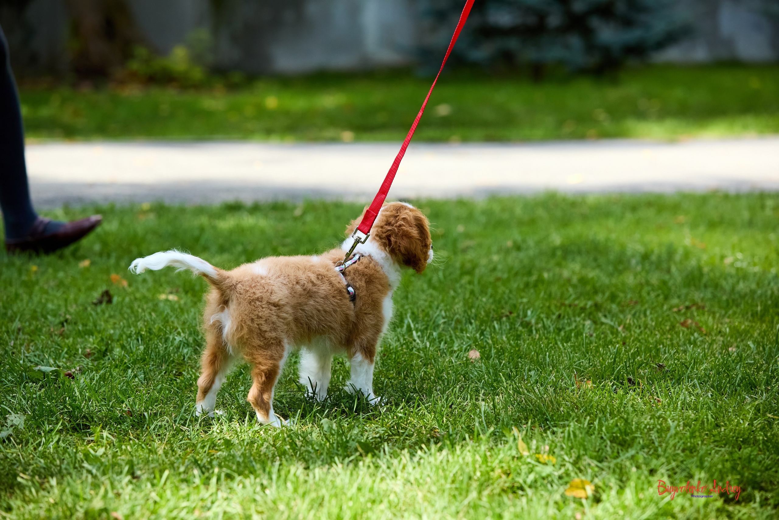 Фотопрогулка с кавалерами. Buyvolenko Andrey