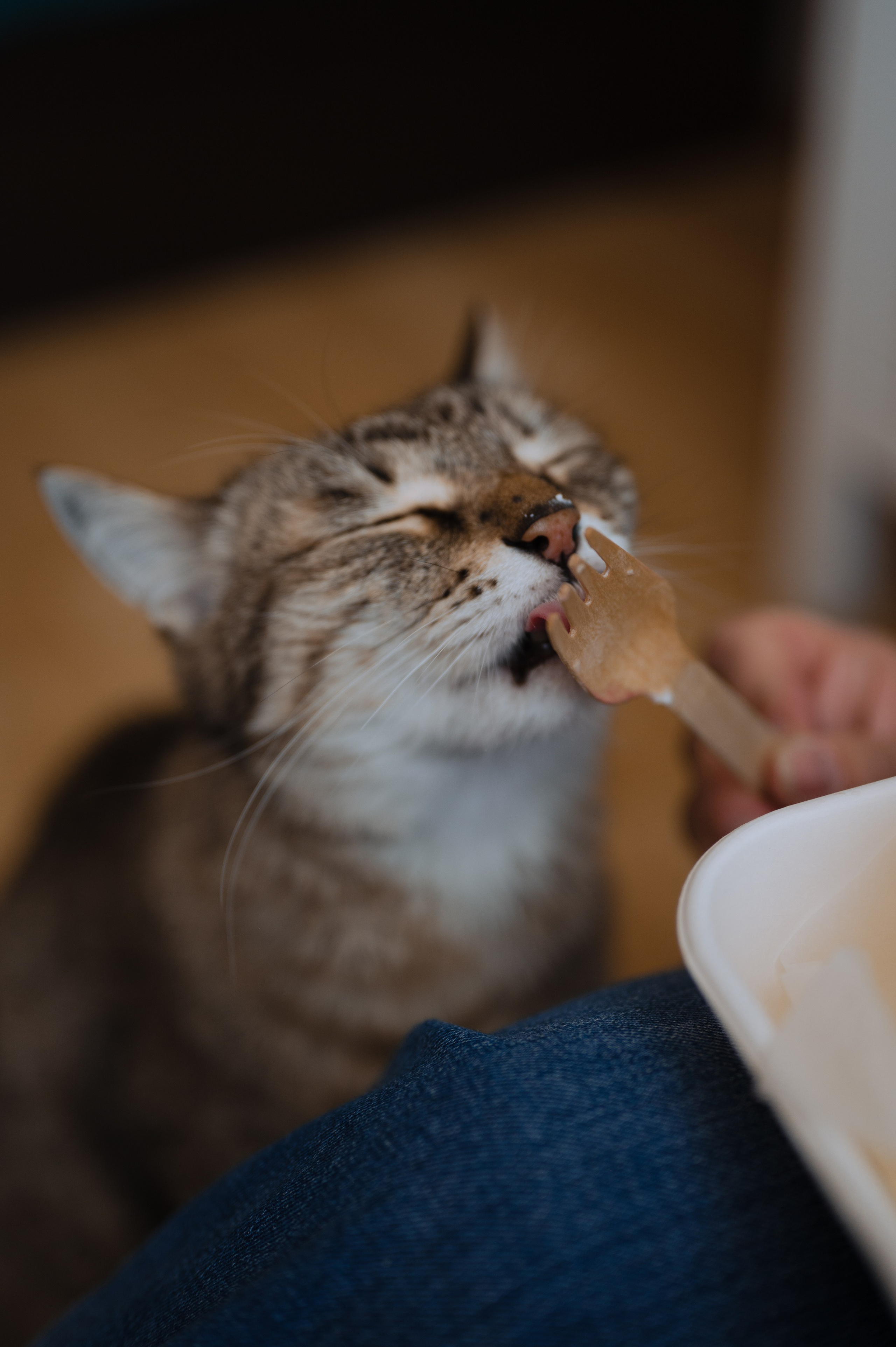 Тамара и кот Тиша. Фотограф Красноярск Екатерина Карпеза