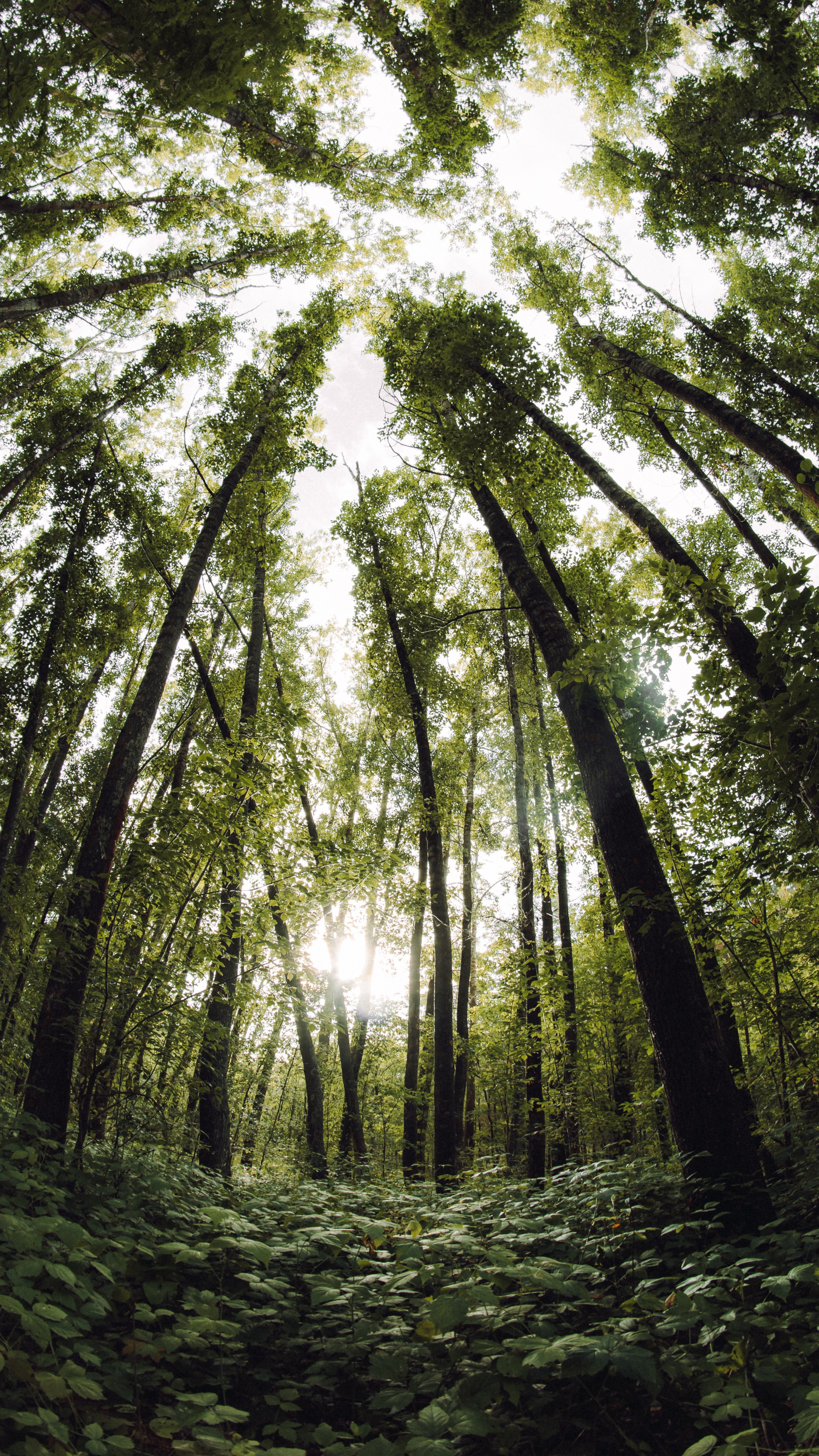 Сказочный лес в камском устье снятый на фишай