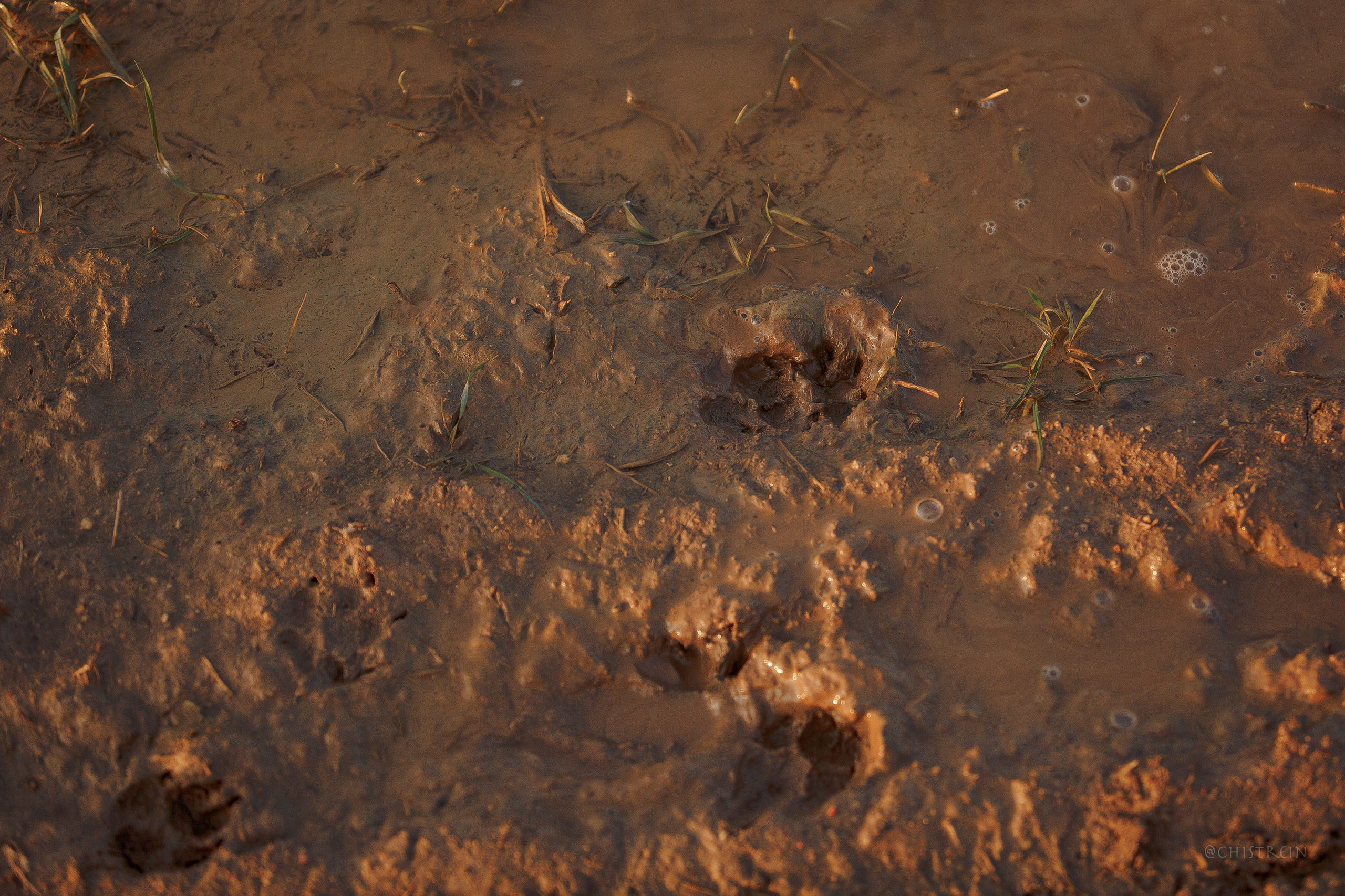 Октябрьский закат в полях. Алина и Лео. Фотограф-анималист Наталия Чистюхина в г. Сосновый Бор и ЛО